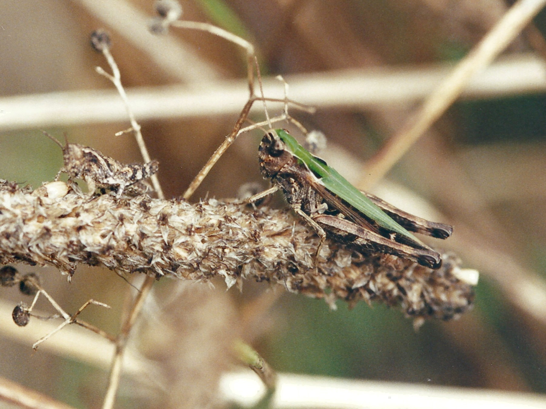 stenobothrus_lineatus1md