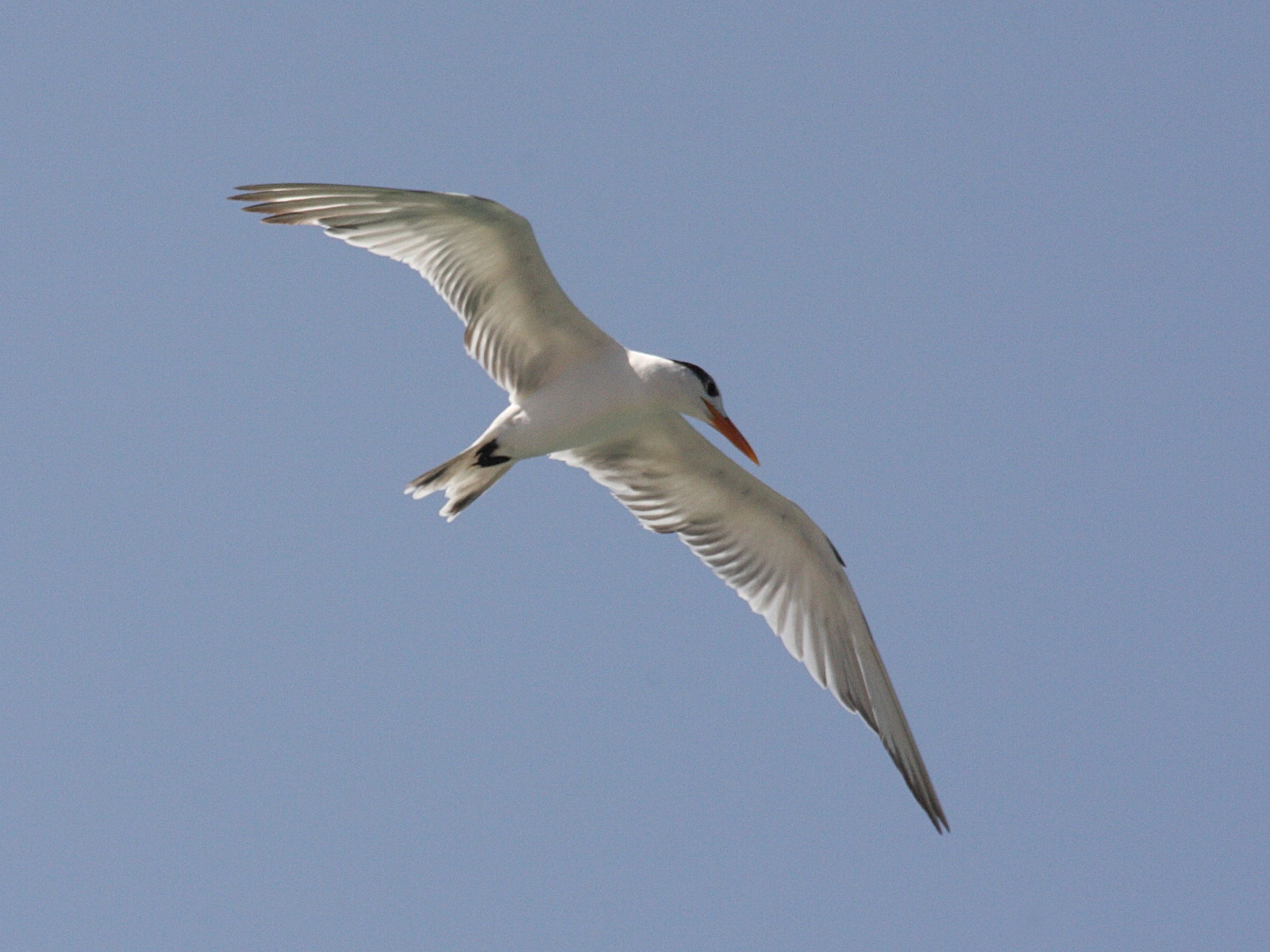 sterne_royale_-_sterna_maxima2bd