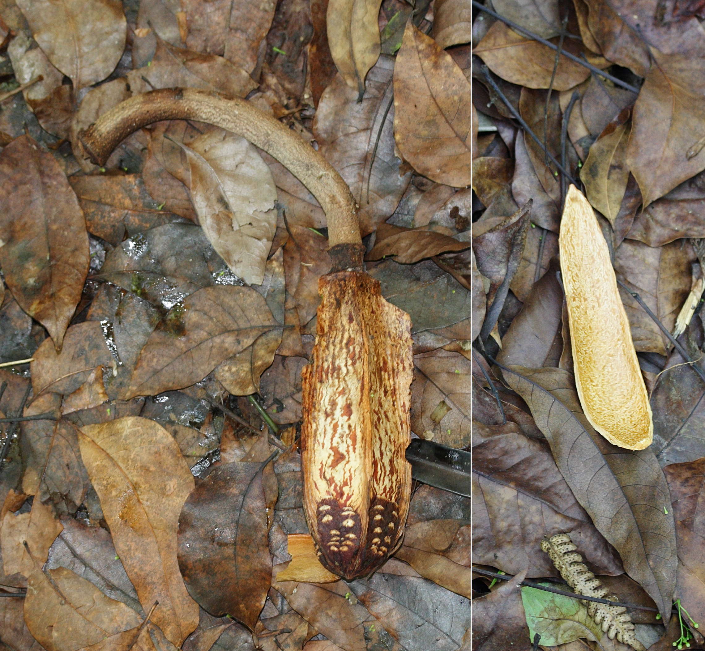 Afficher le média swietenia_macrophylla2md swietenia_macrophylla2md