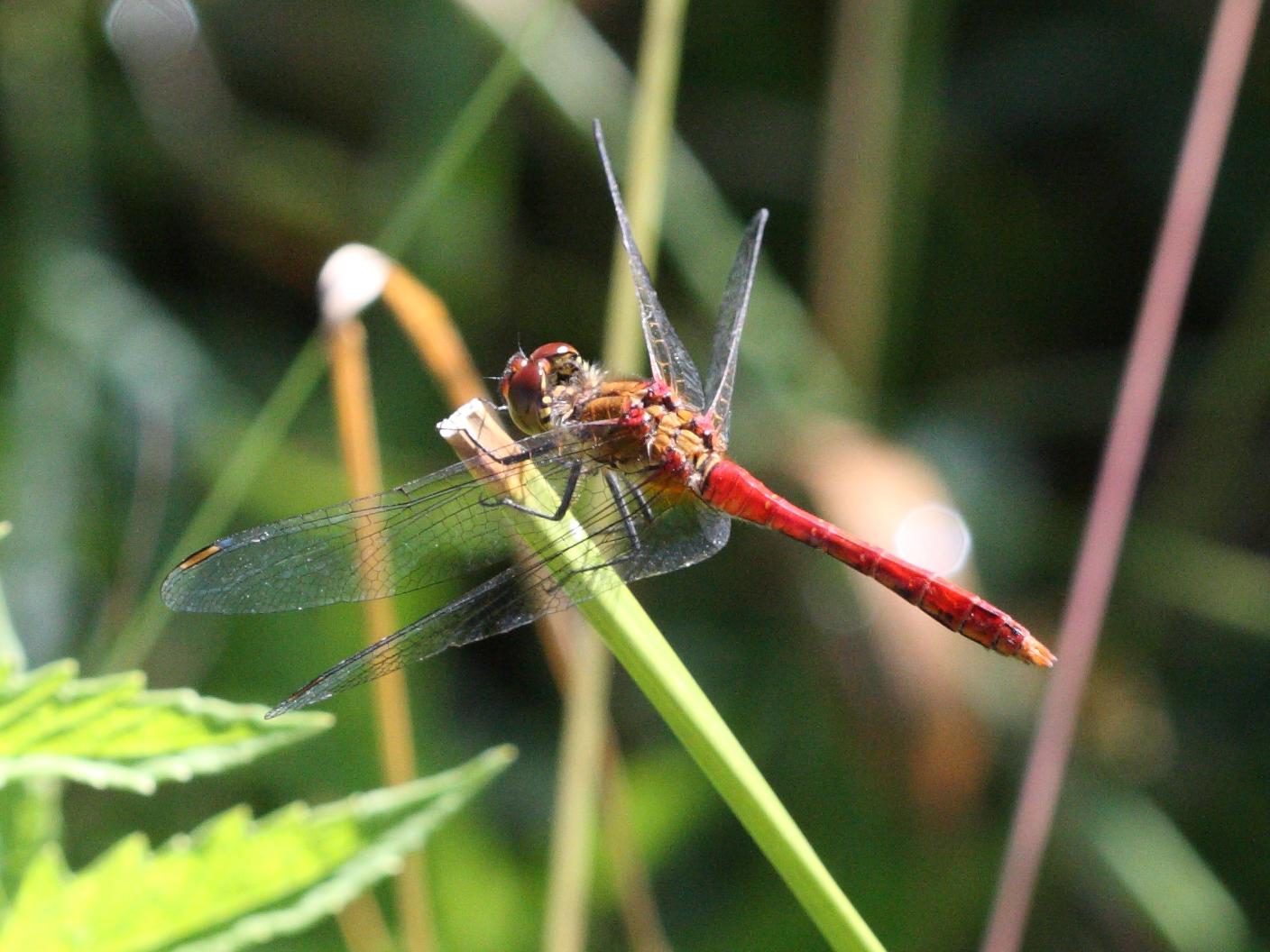 Afficher le média sympetrum_sanguineum2bd sympetrum_sanguineum2bd