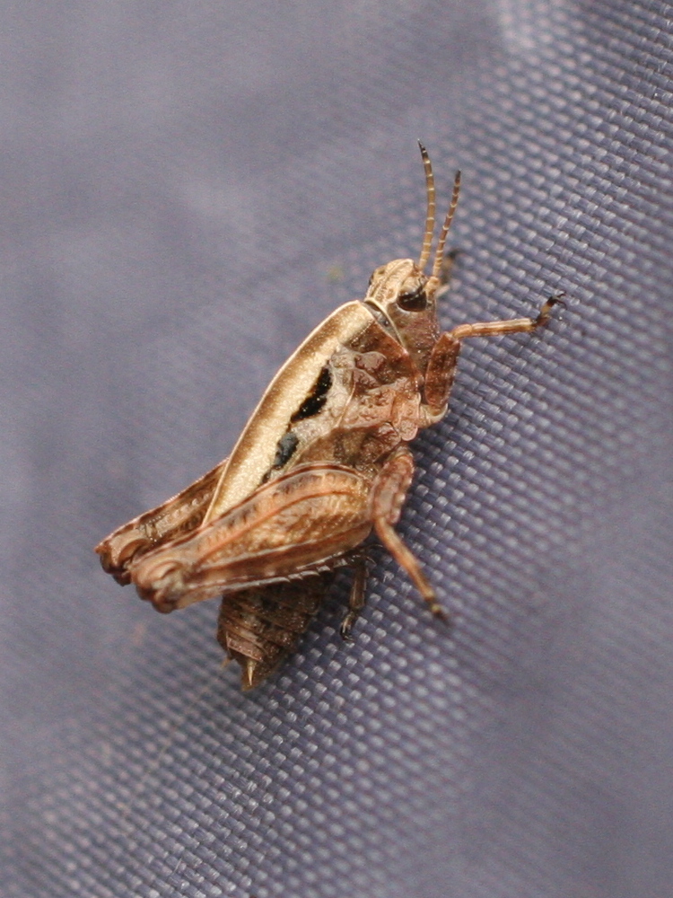 tetrix_bipunctata2md