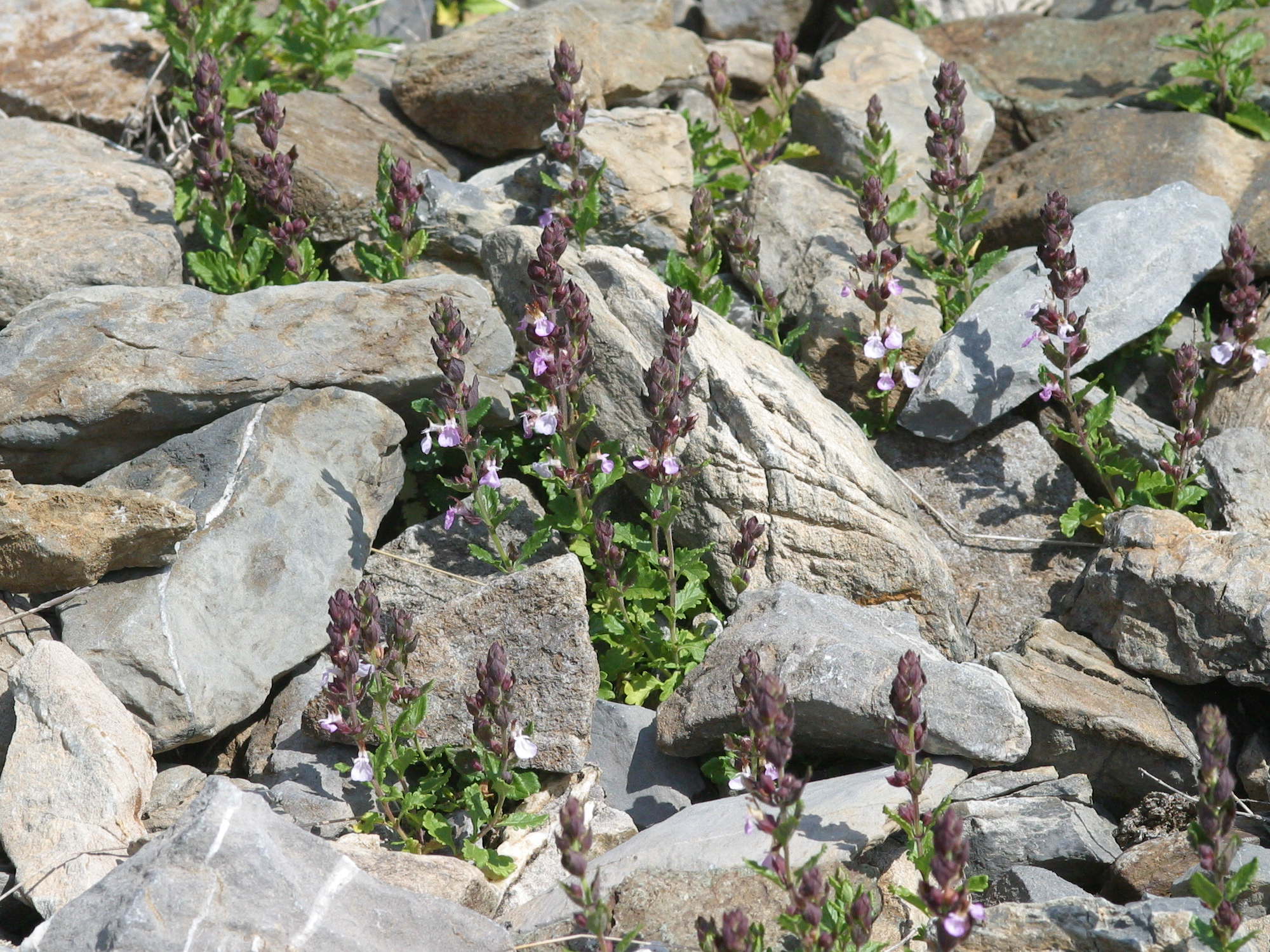 Afficher le média teucrium_chamaedrys1bmd teucrium_chamaedrys1bmd