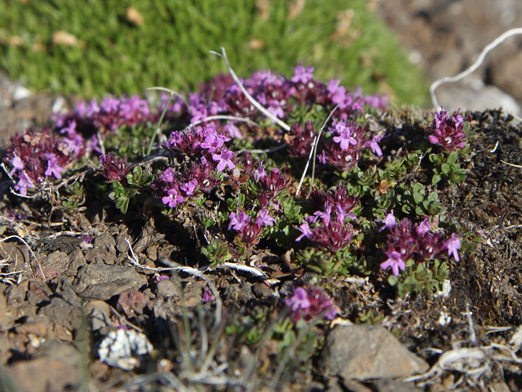 thymus_praecox_arcticus1sd