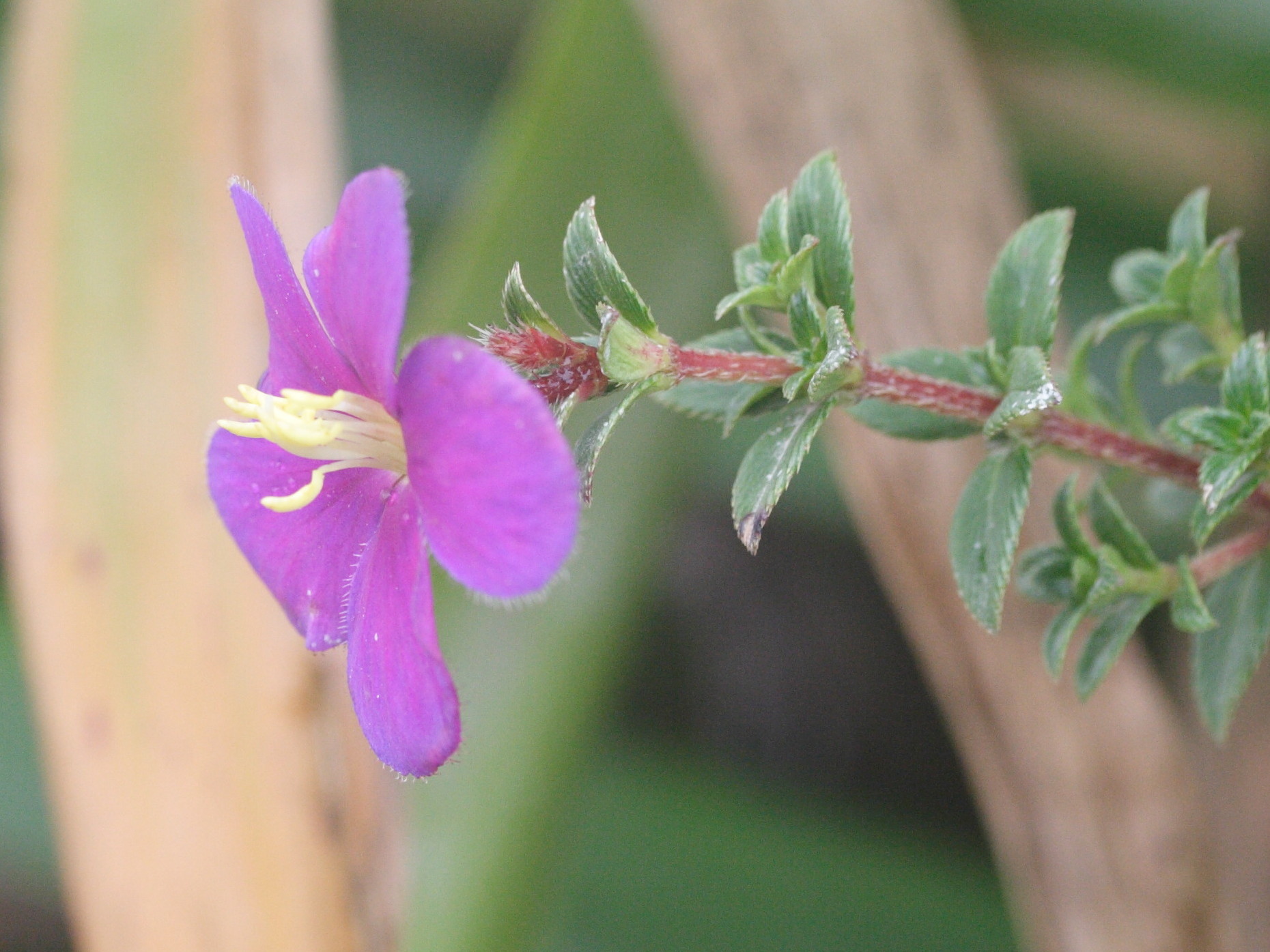 Afficher le média tibouchina_chamaecistus2md tibouchina_chamaecistus2md