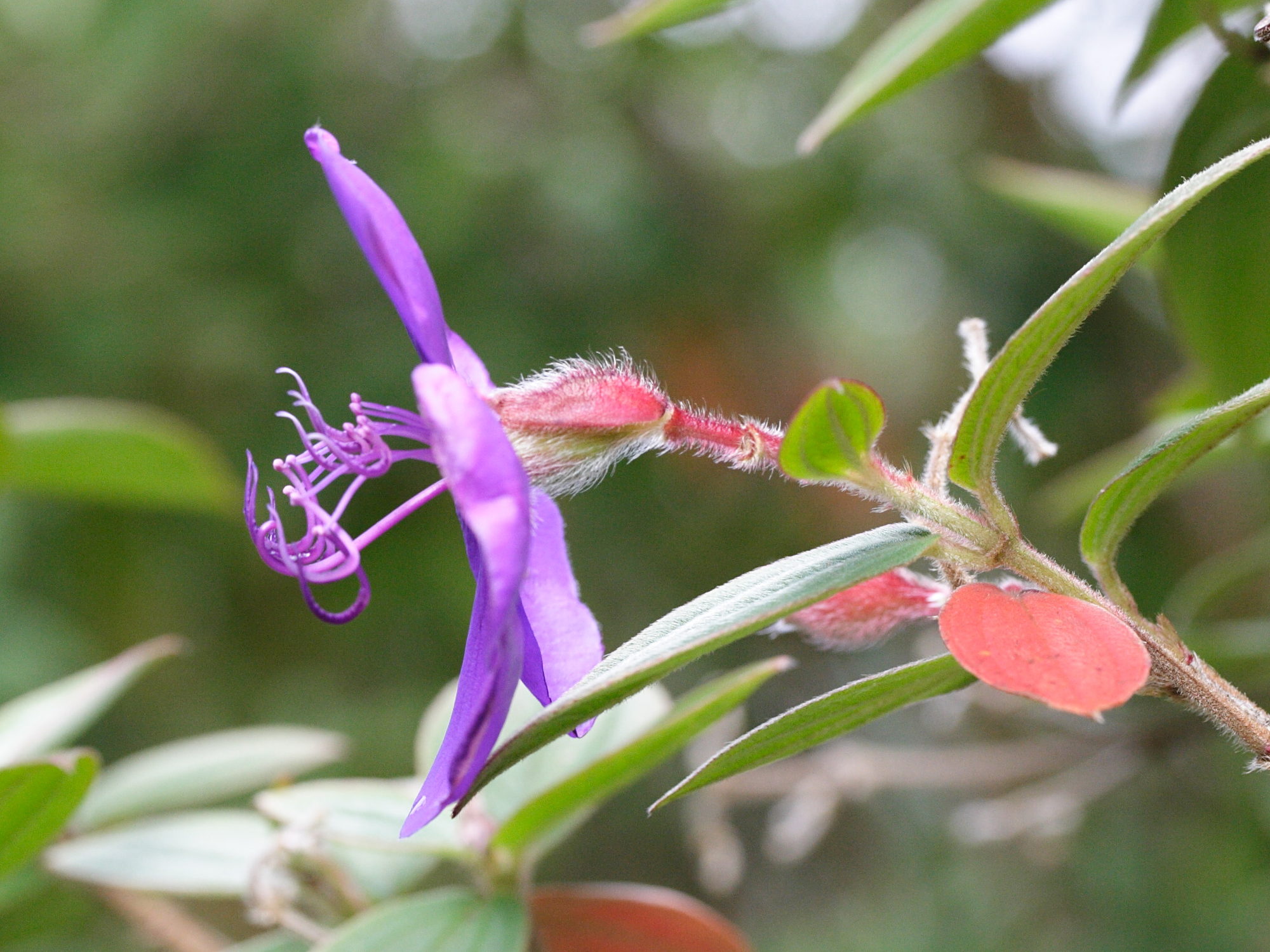 Afficher le média tibouchina_urvilleana3md tibouchina_urvilleana3md
