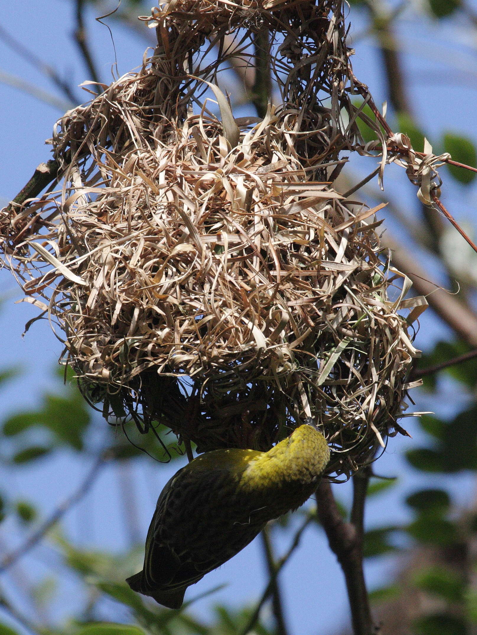 tisserin_gendarme_-_ploceus_cucullatus_spilonotus5bd
