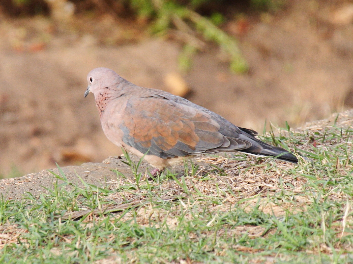 Afficher le média tourterelle_maillee_-_streptopelia_senegalensis1bd tourterelle_maillee_-_streptopelia_senegalensis1bd