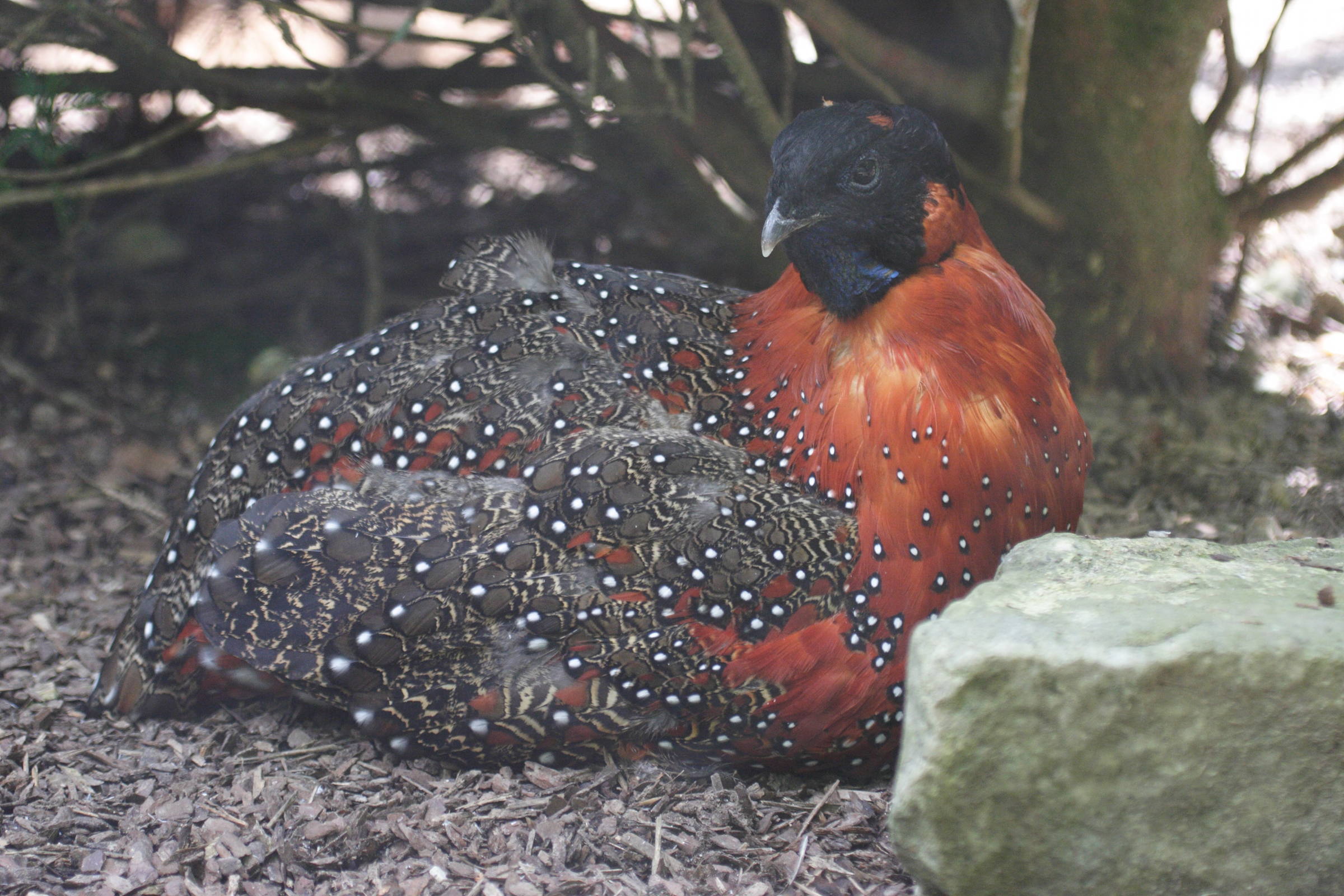 tragopan_satyre_-_tragopan_satyra3bd