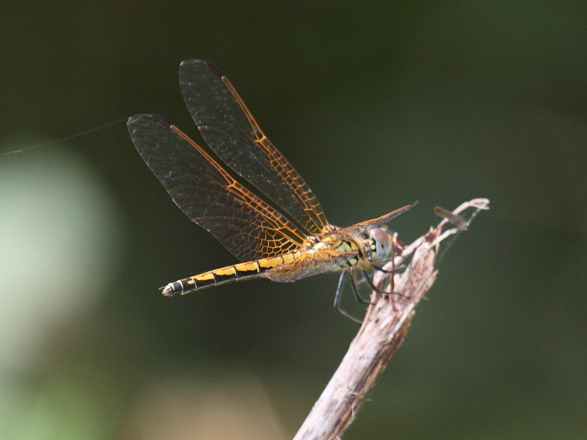 trithemis_arteriosa1abd