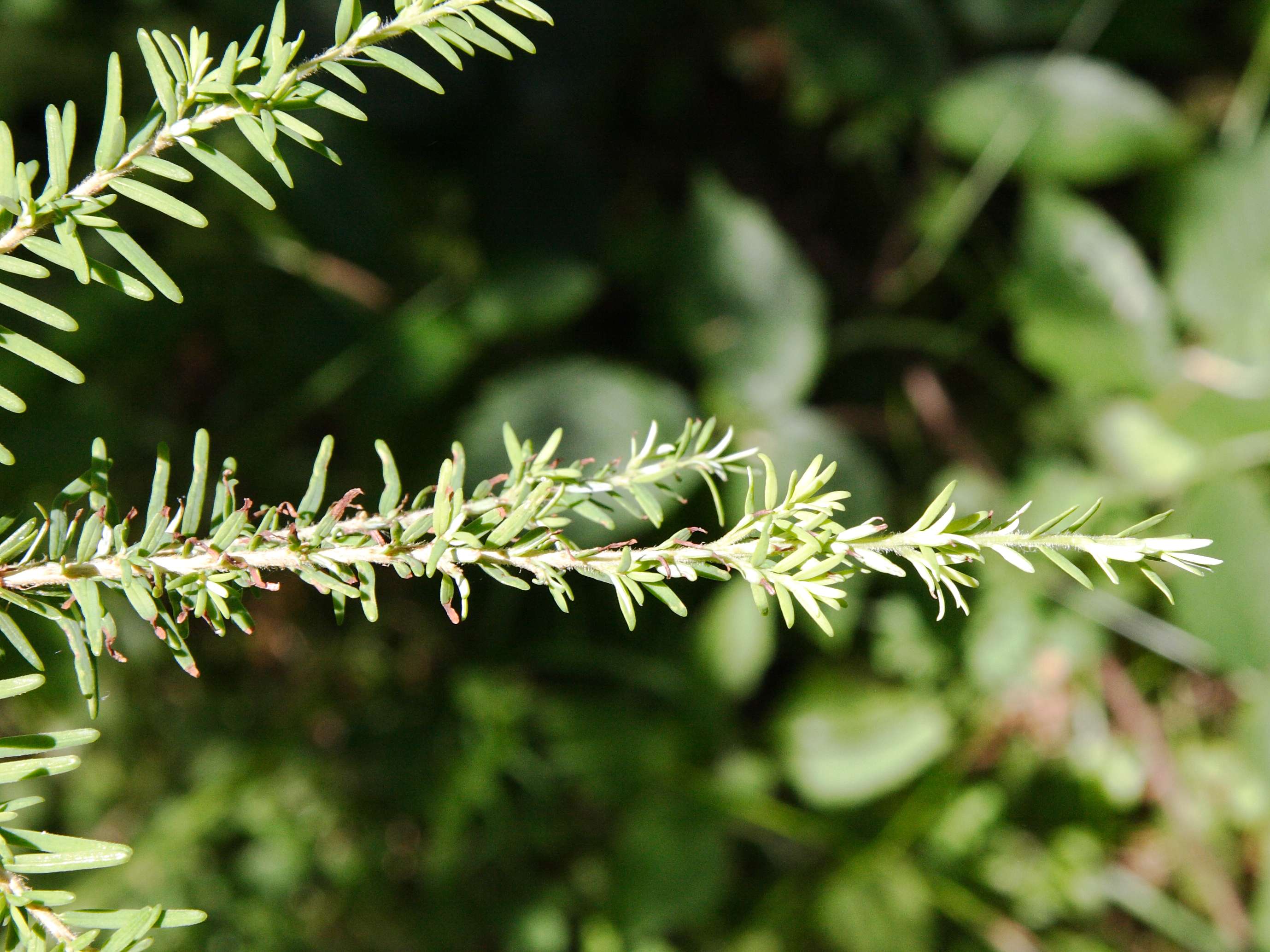 tsuga_heterophylla3md