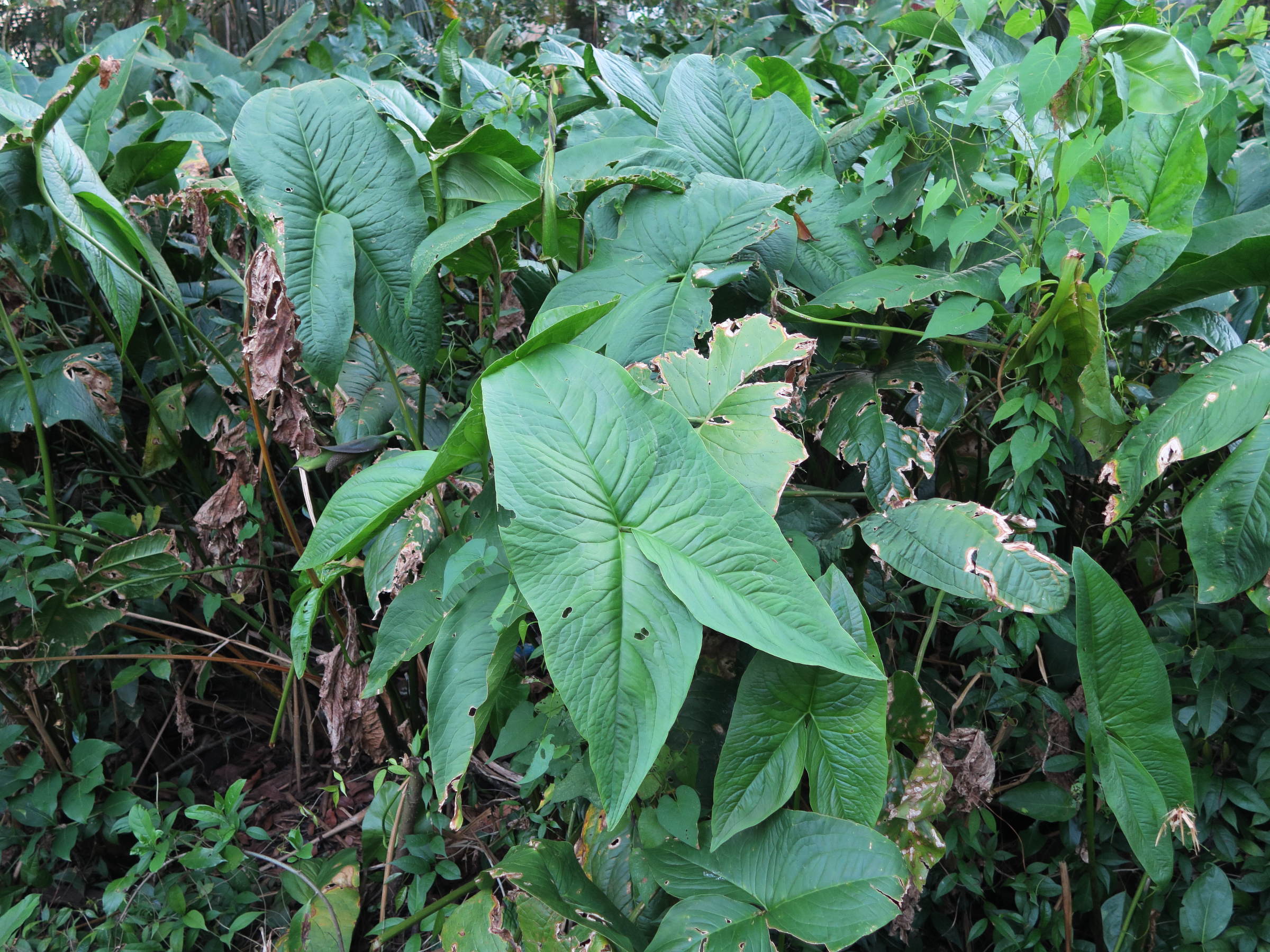 urospatha_friedrichsthalii2md