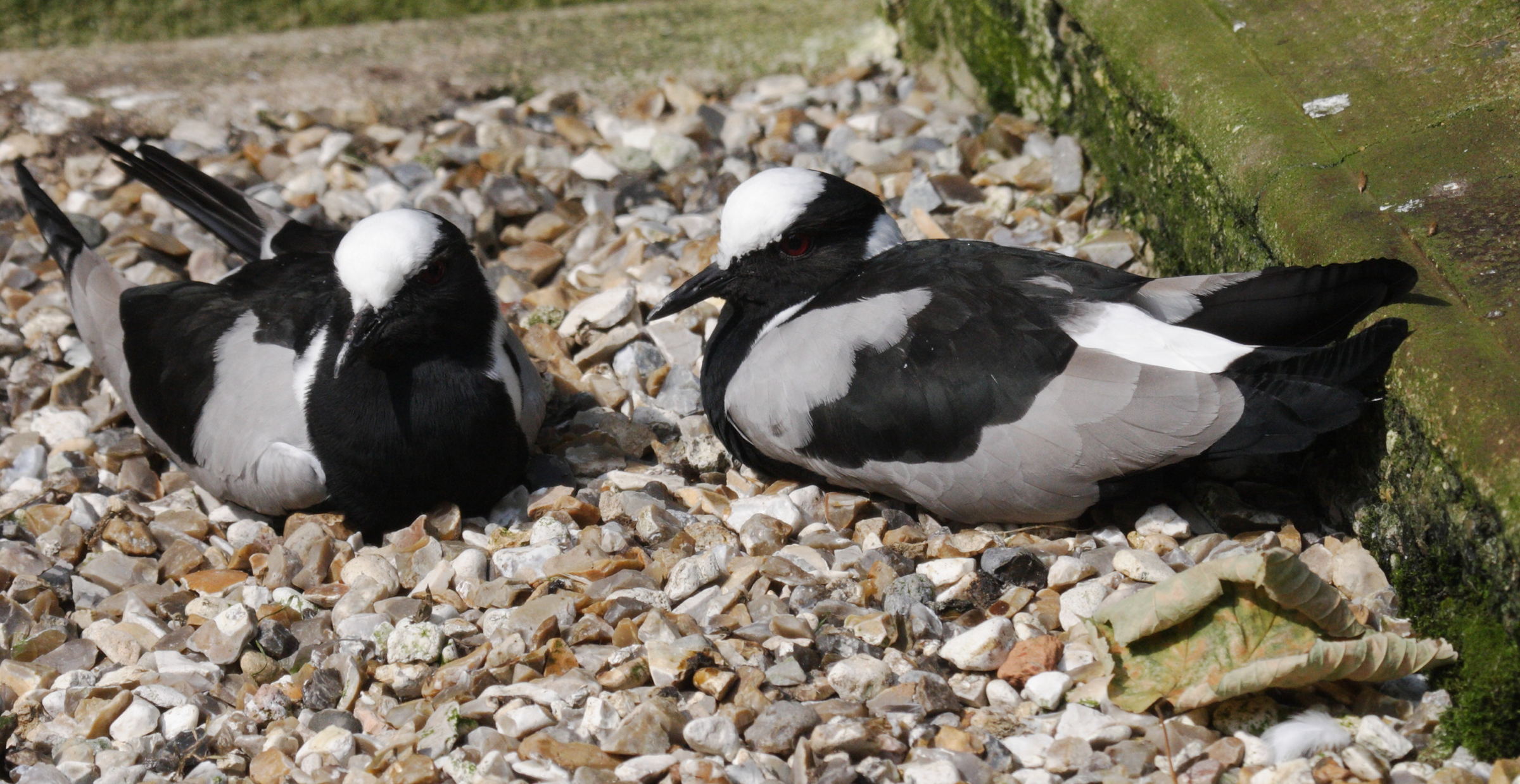 vanneau_arme_-_vanellus_armatus2bd