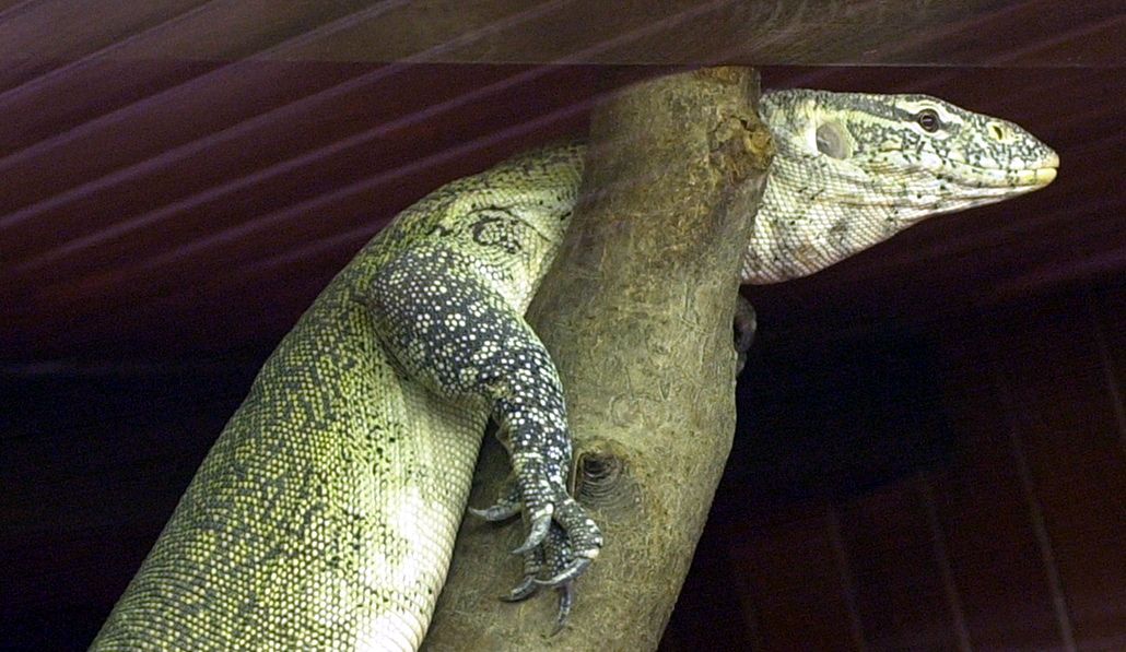 varanus_niloticus1bd