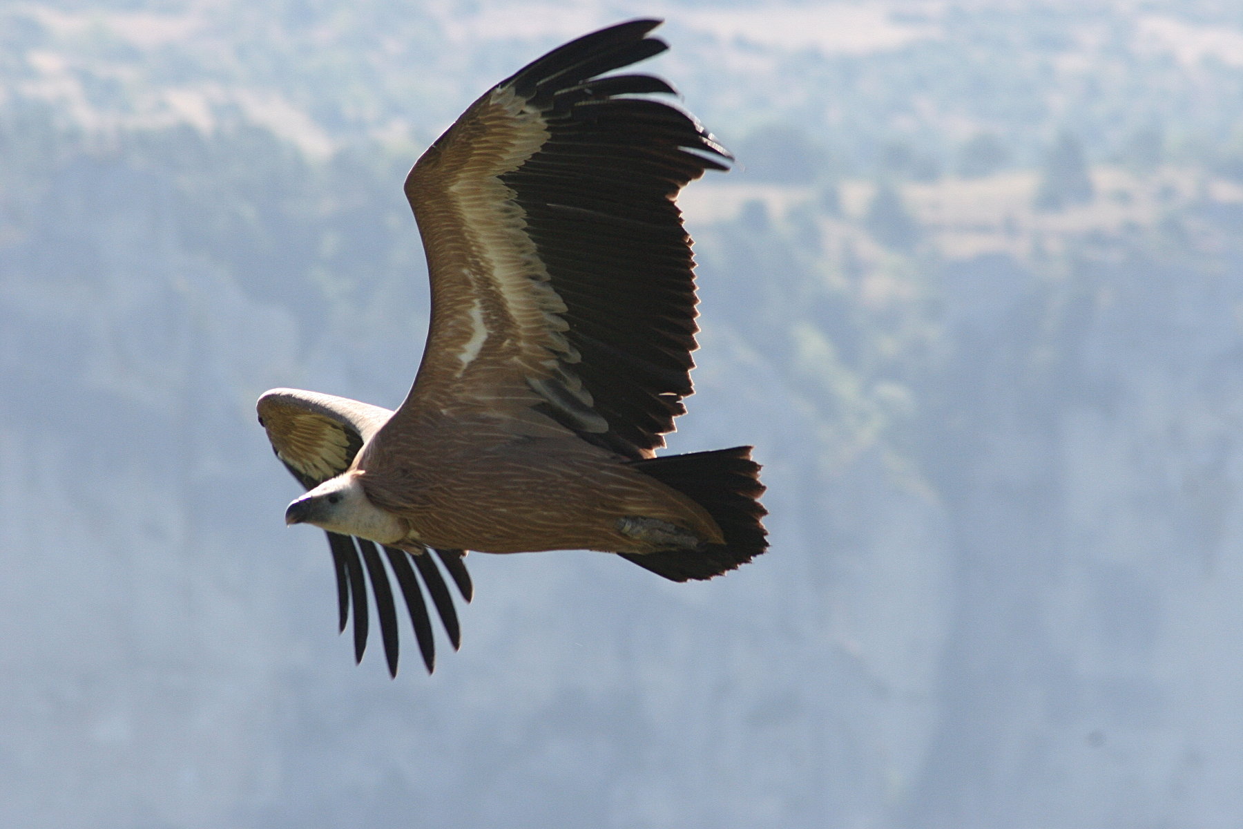 vautour_fauve_-_gyps_fulvus2bmd