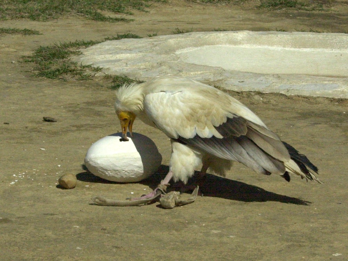 vautour_percnoptere_-_neophron_percnopterus3md