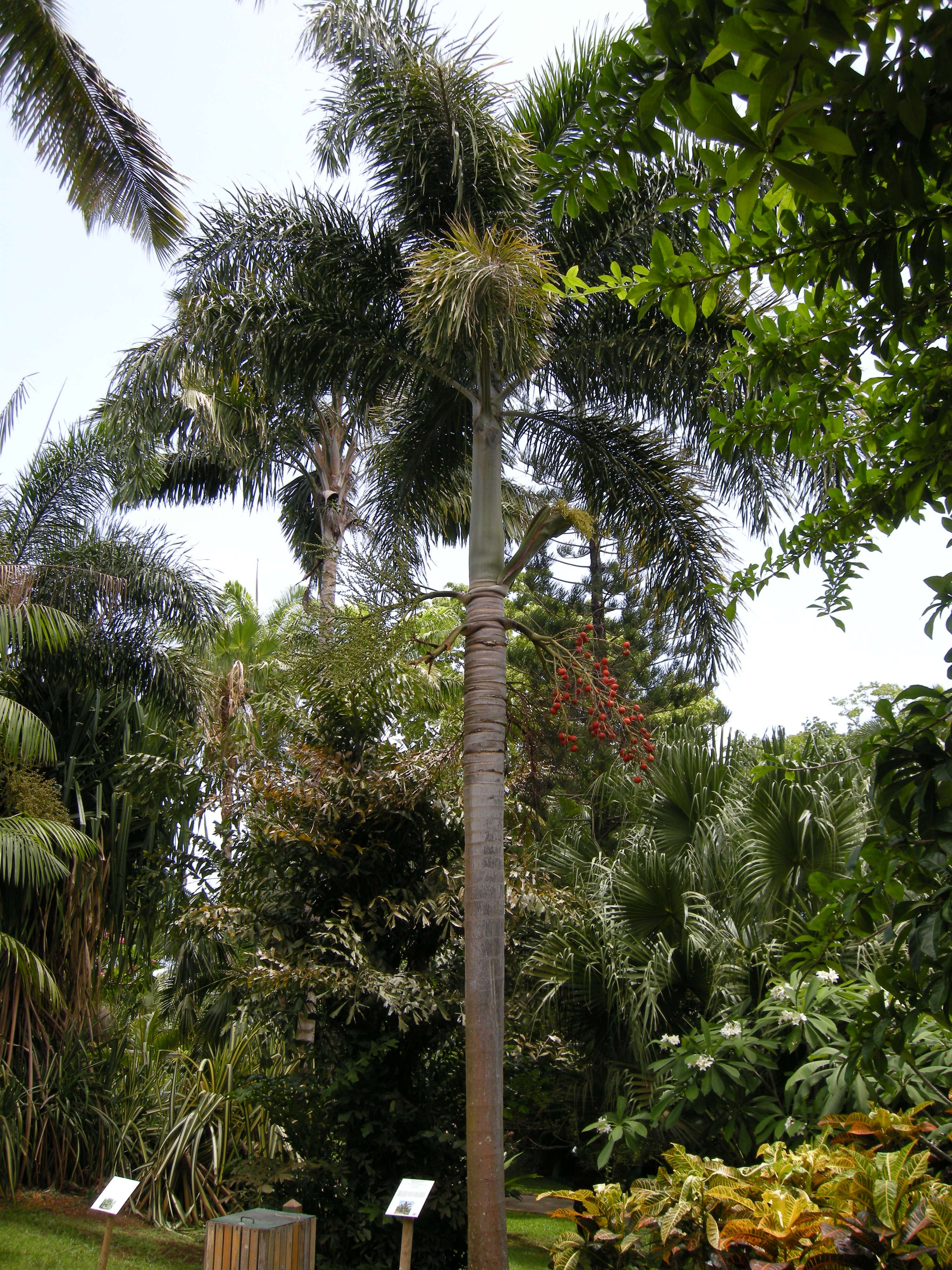 wodyetia_bifurcata2md