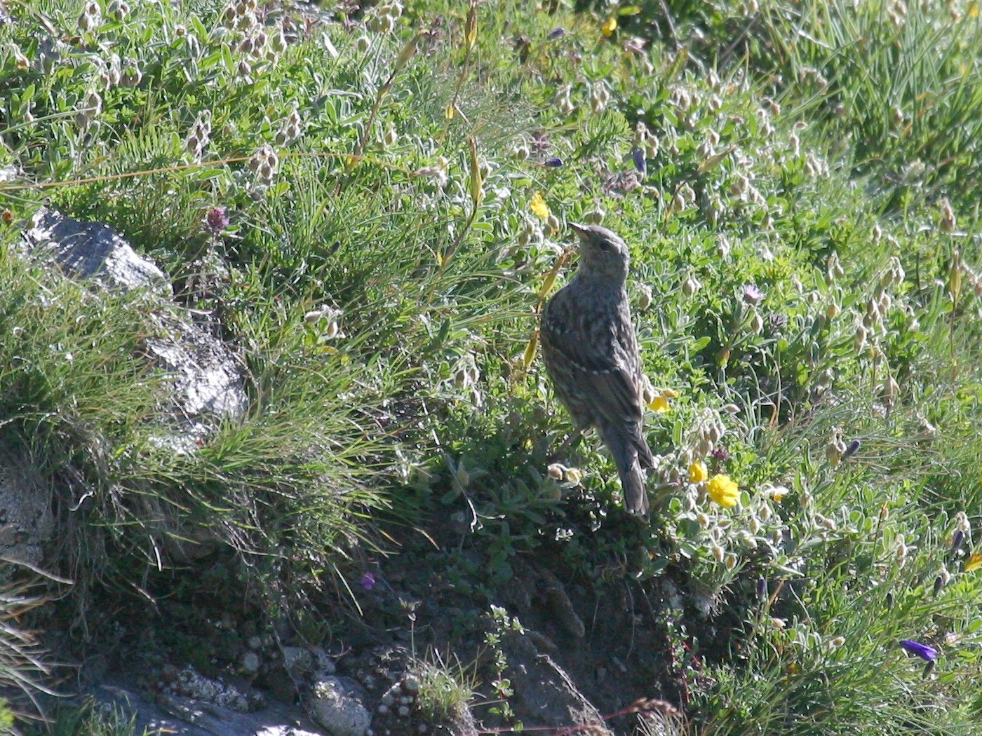 accenteur_alpin_-_prunella_collaris1bd