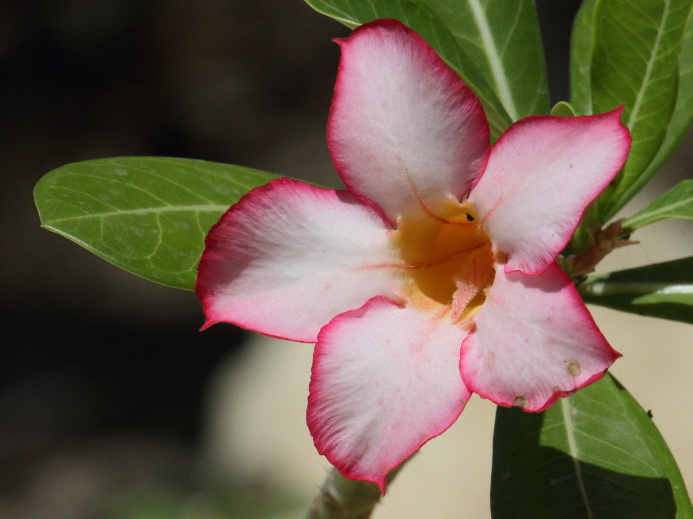 Afficher le média adenium_obesum4bd adenium_obesum4bd