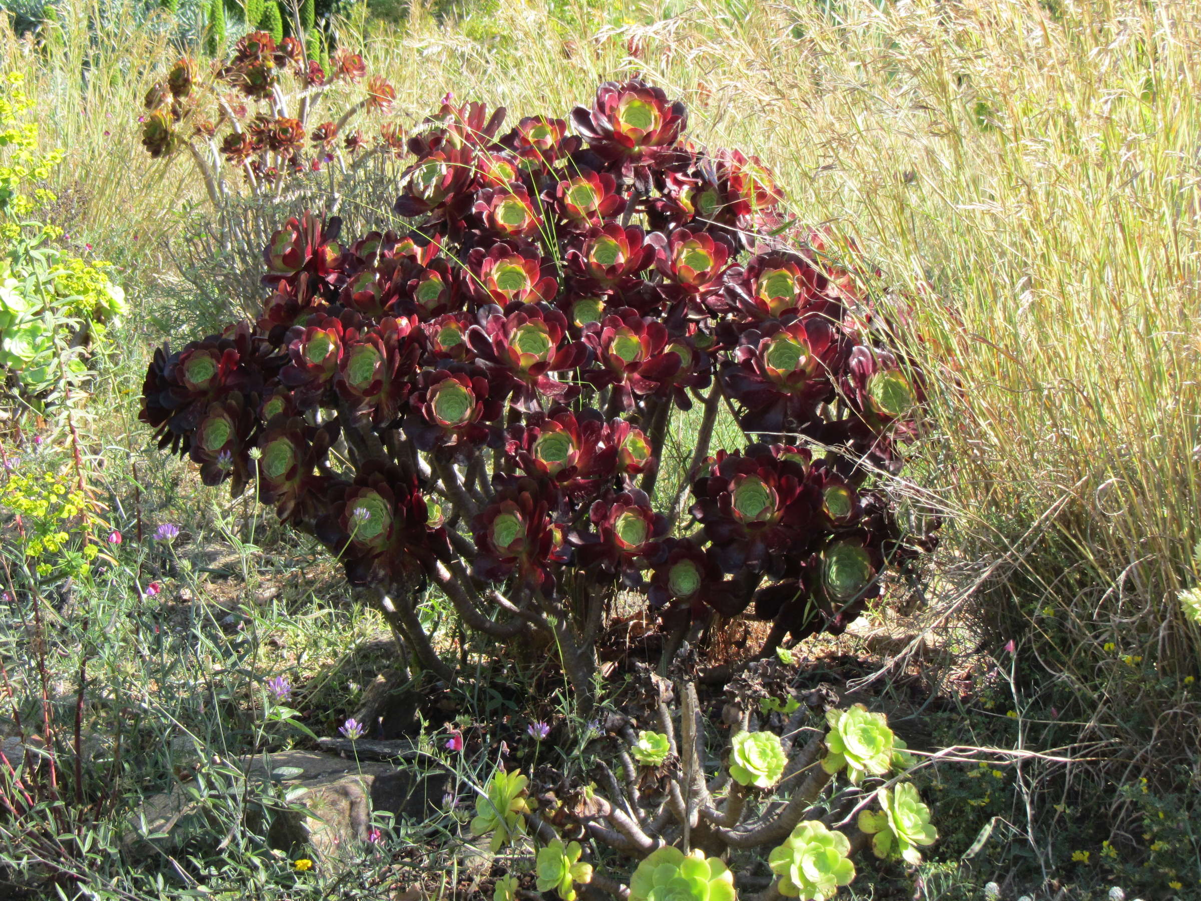 aeonium_arboreum6mv