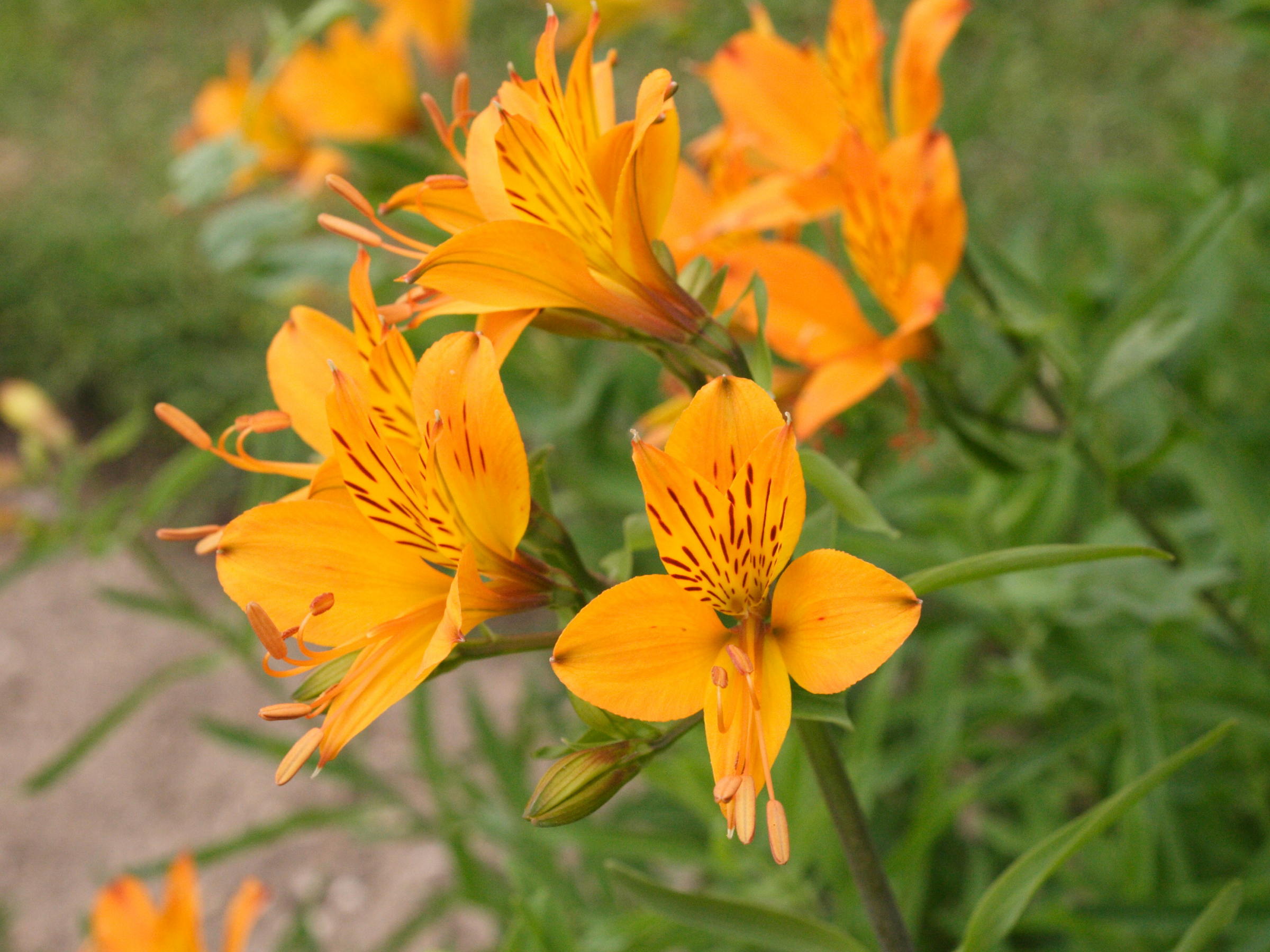 Afficher le média Alstroemeria_aurea Alstroemeria_aurea