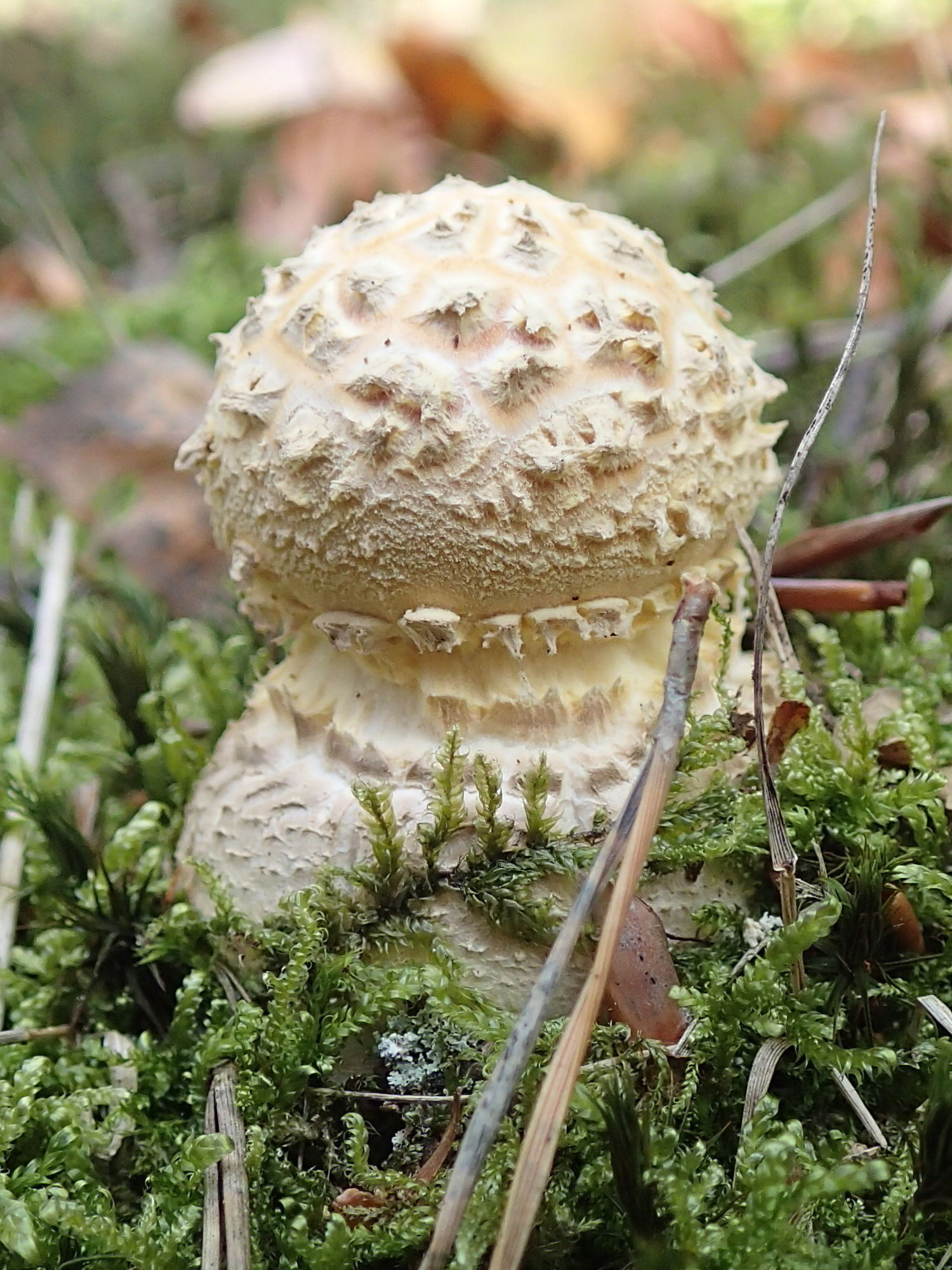 amanita_muscaria5md