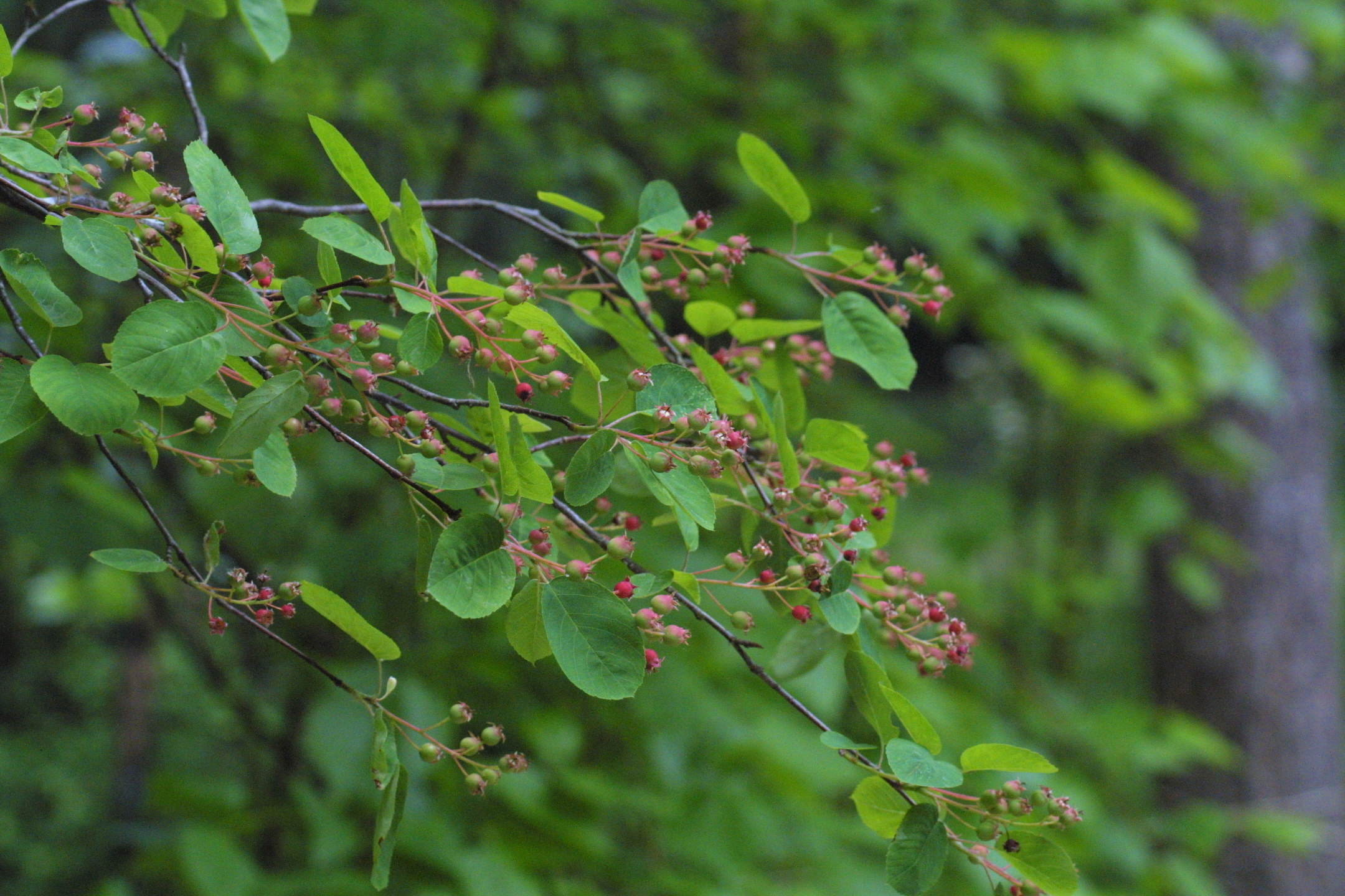 amelanchier_lamarckii1amd