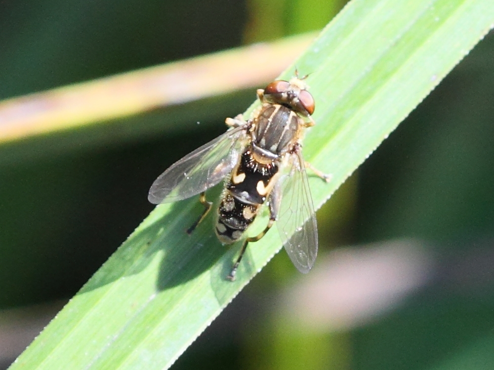 anasimyia_contracta1bd