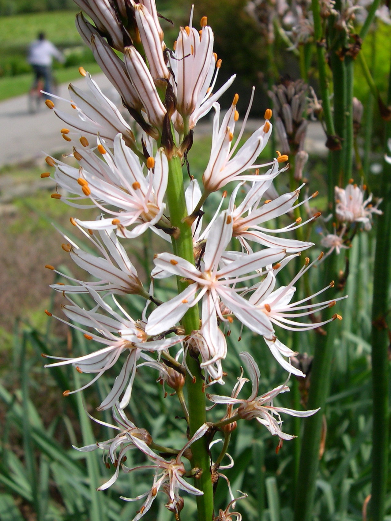 asphodelus_arrondeaui2md