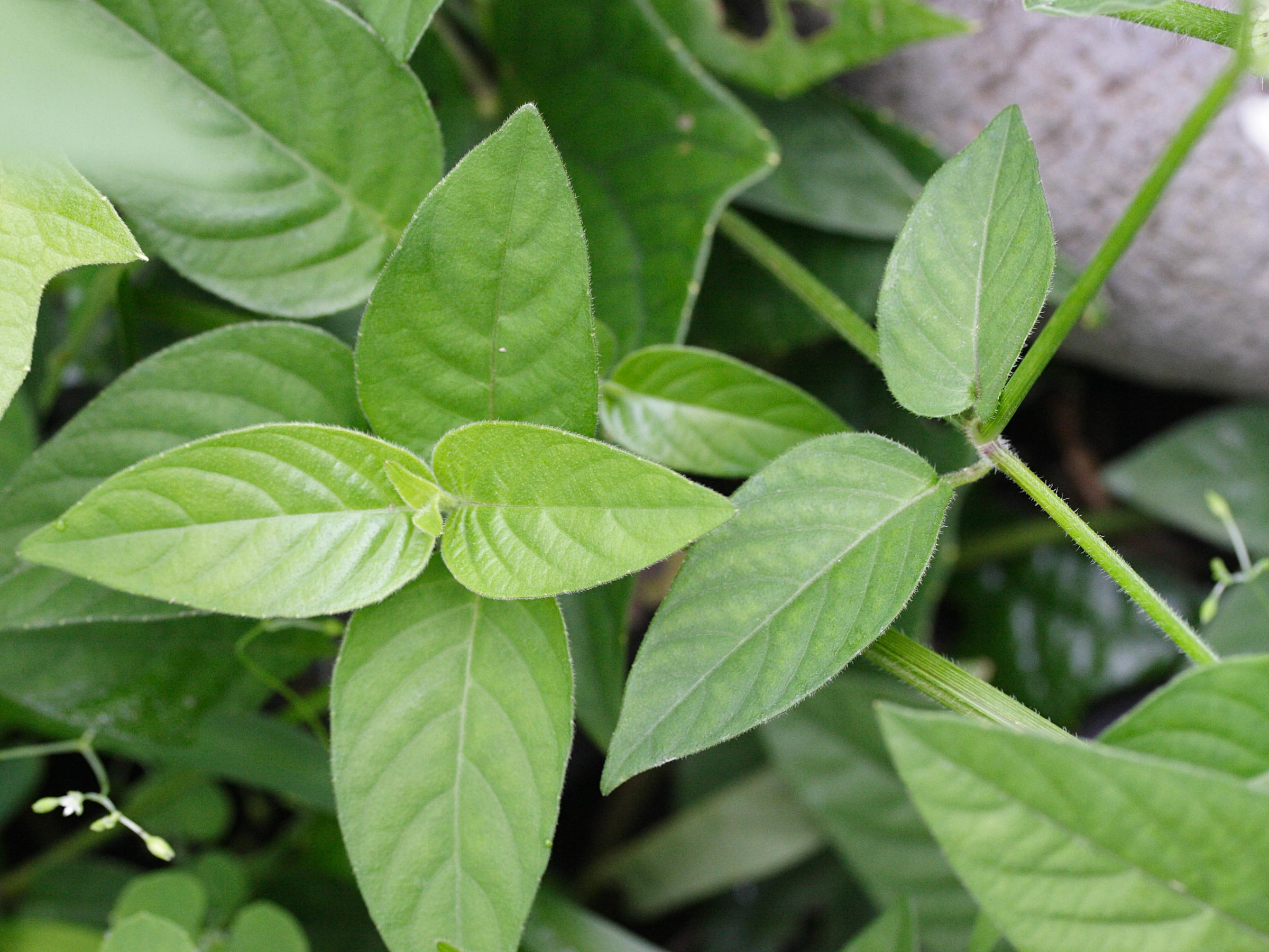 asystasia_gangetica_micrantha3md