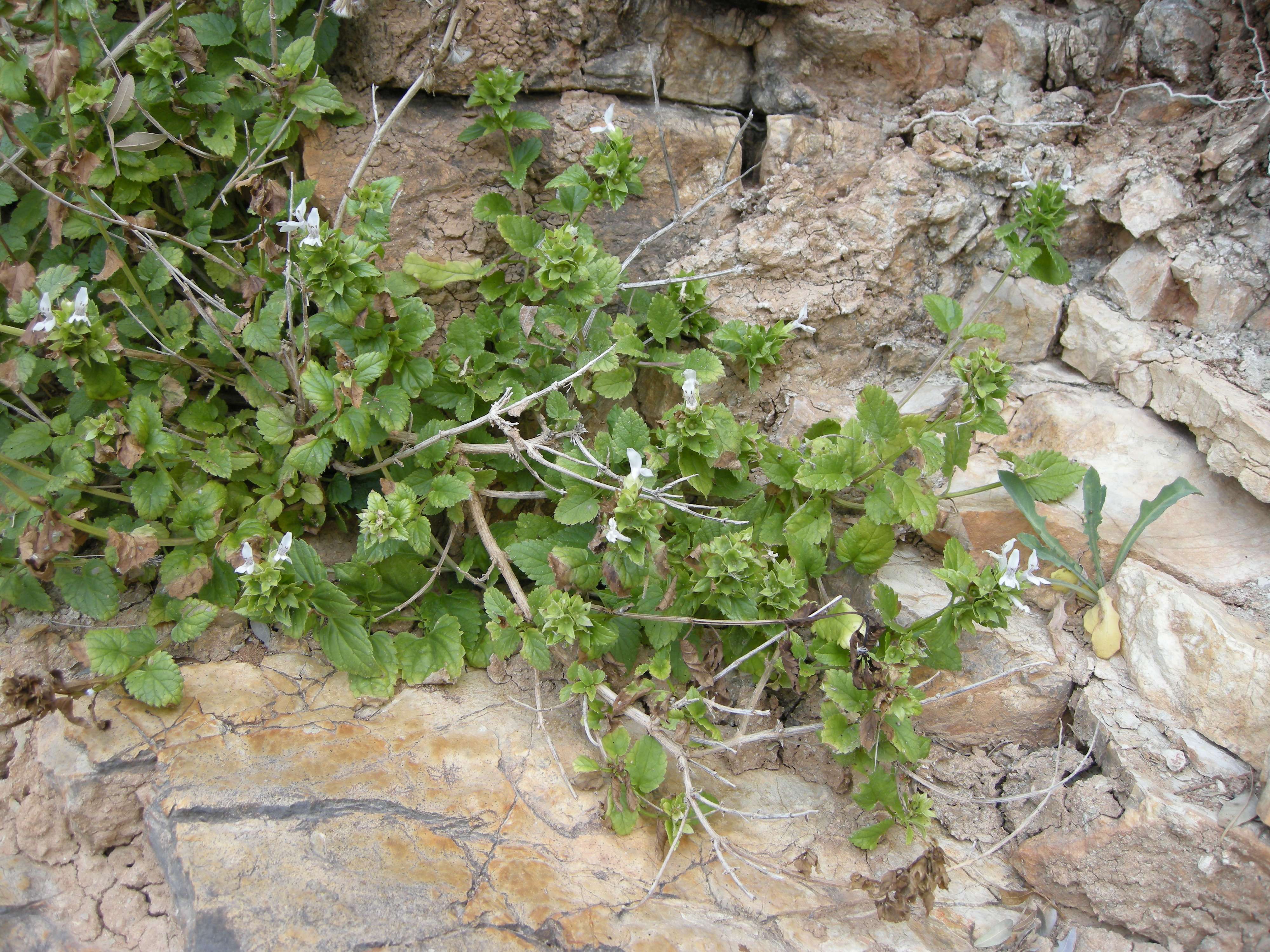 ballota_nigra_foetida4md