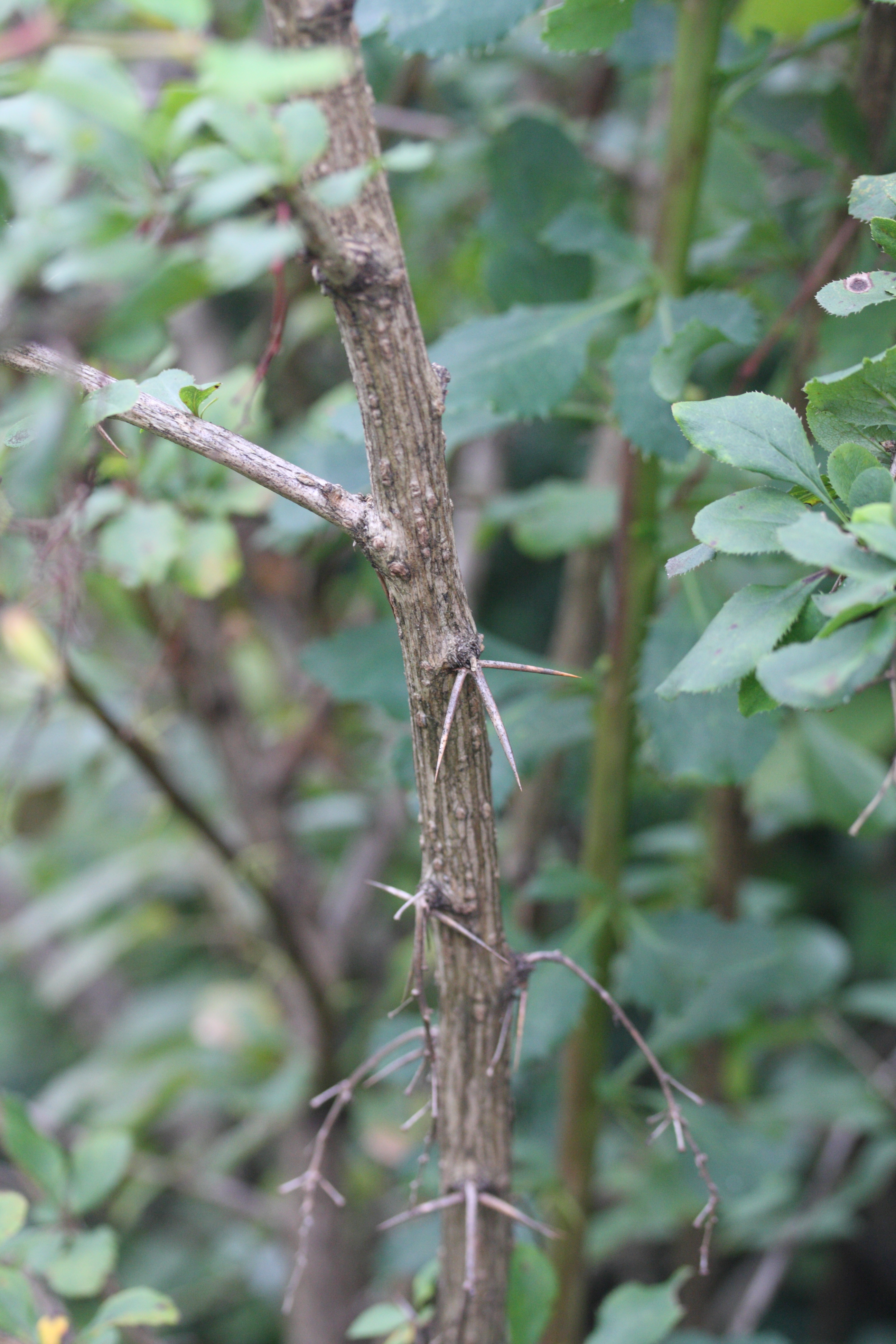 berberis_vulgaris4amd