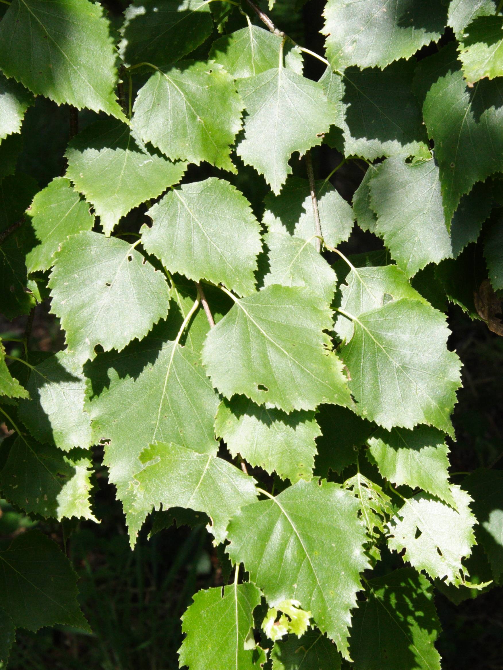 betula_platyphylla_japonica1md
