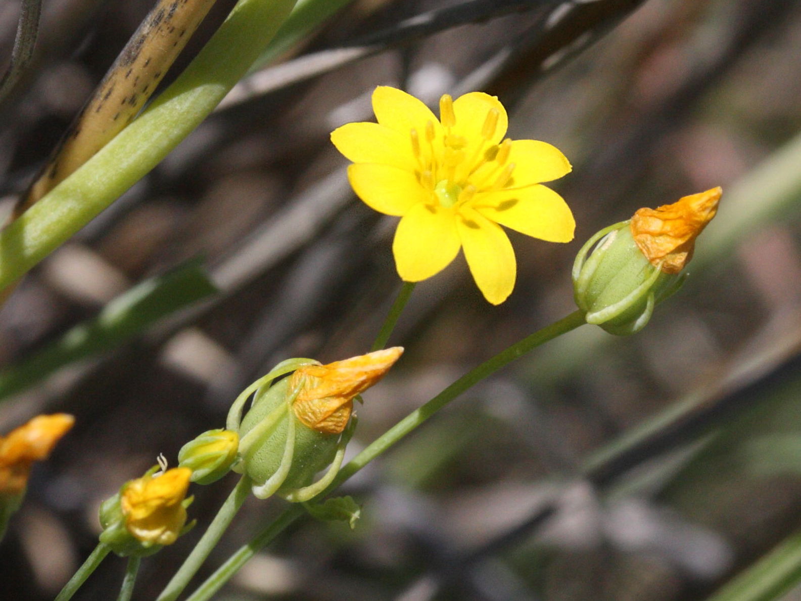 Afficher le média blackstonia_perfoliata2md blackstonia_perfoliata2md