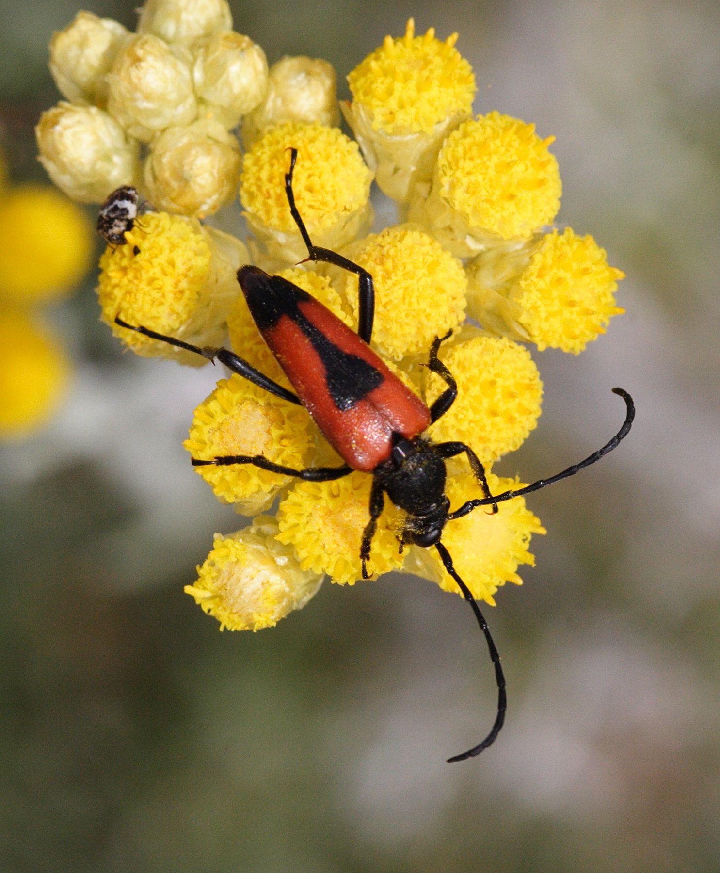 Afficher le média brachyleptura_cordigera brachyleptura_cordigera