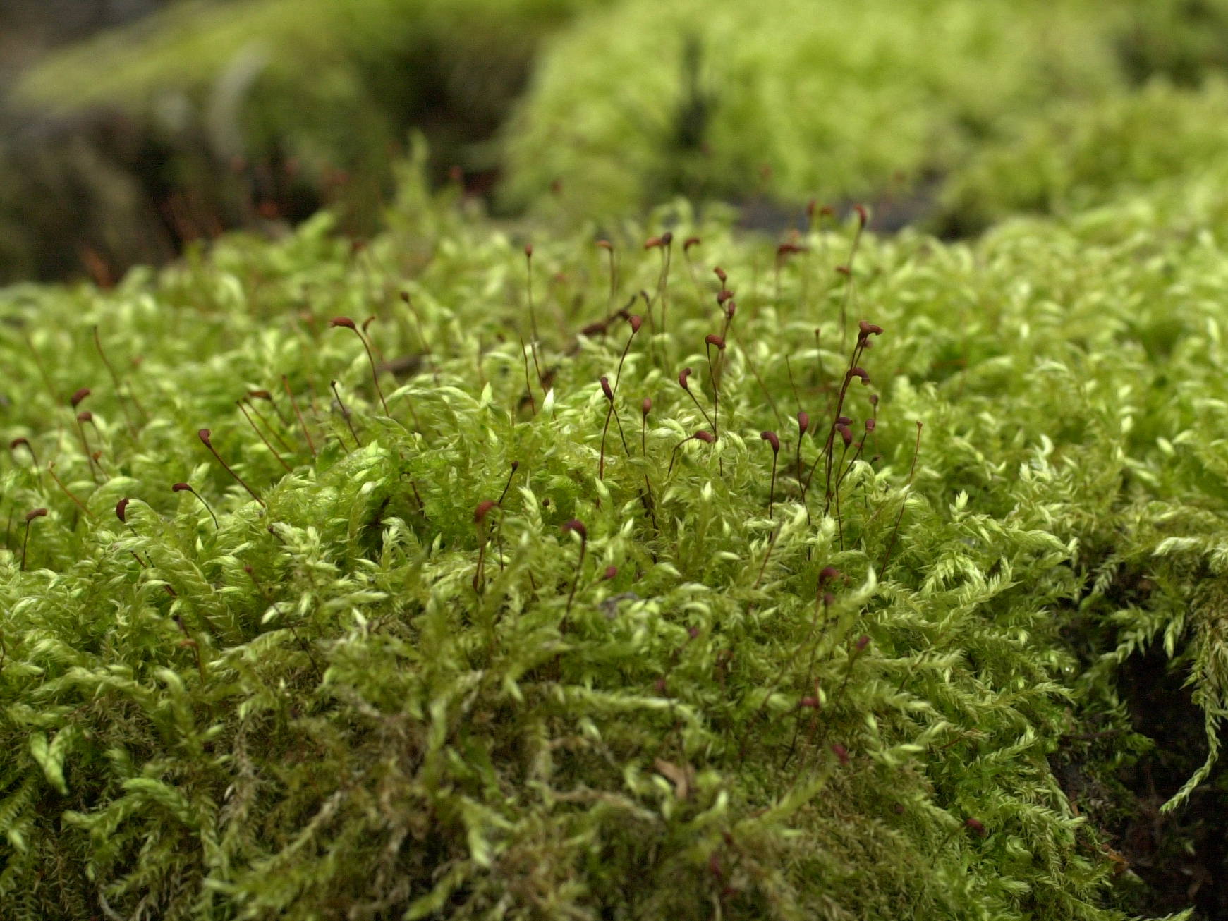 brachythecium_rutabulum1md