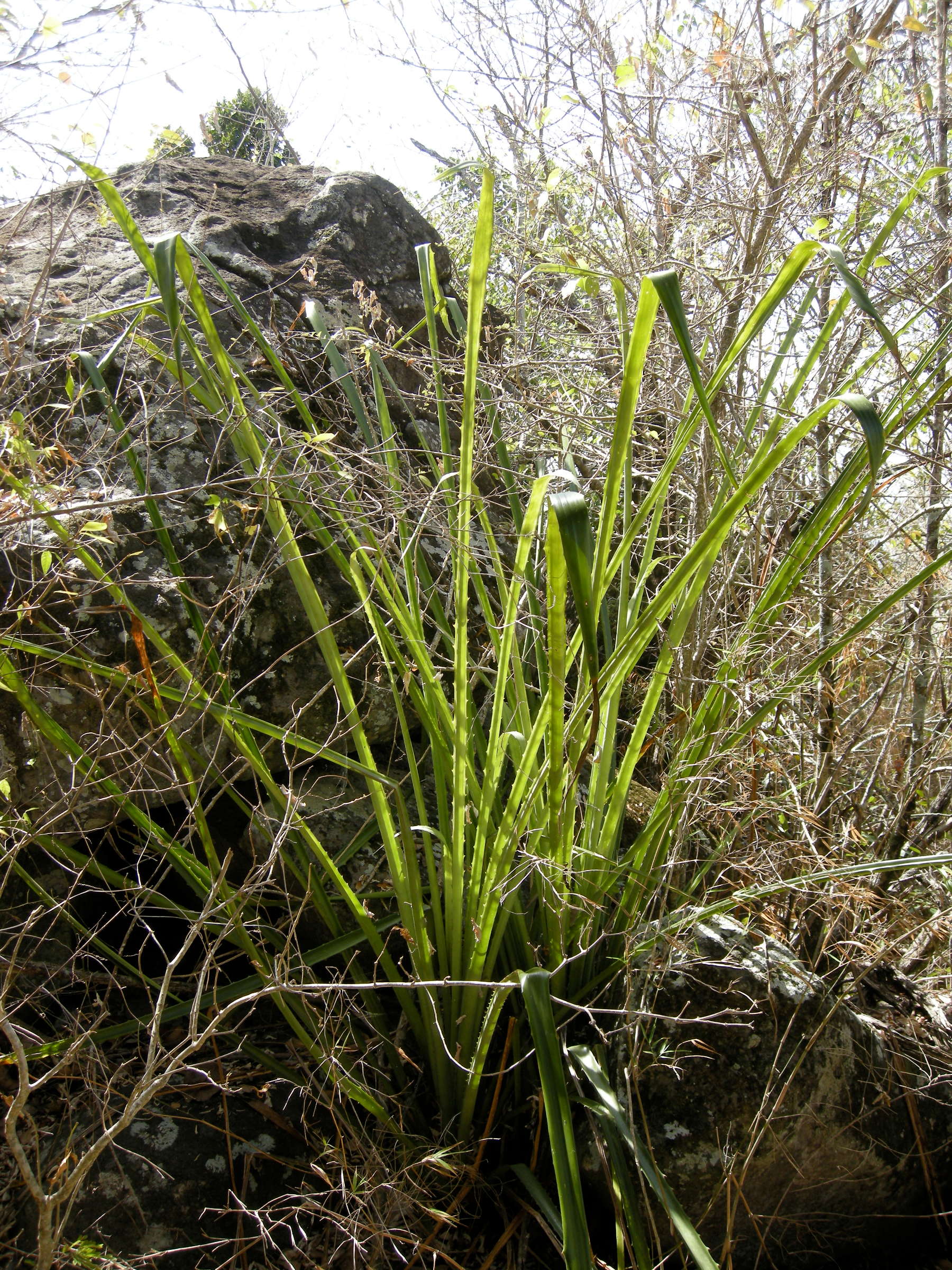 bromelia_plumieri1md