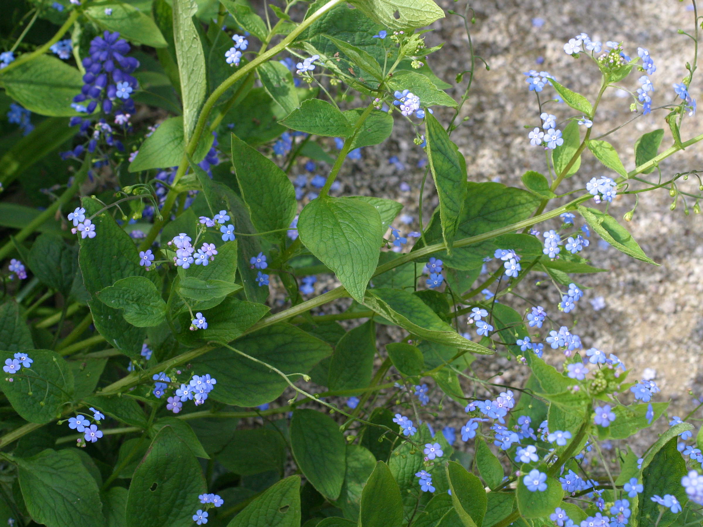 brunnera_macrophylla2md