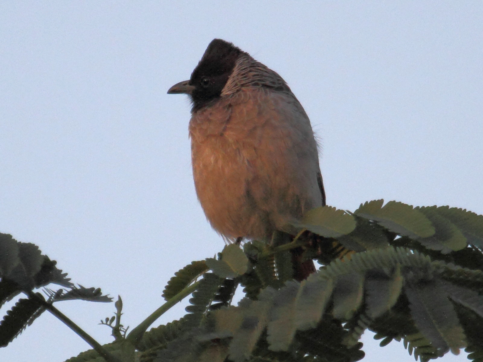 bulbul_a_ventre_rouge_-_pycnonotus_cafer2bd