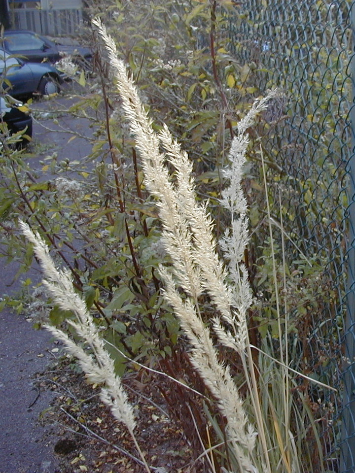 Afficher le média calamagrostis_epigeios2amd calamagrostis_epigeios2amd