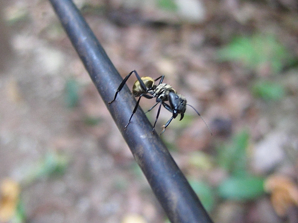 Afficher le média camponotus_sericeiventris1bd camponotus_sericeiventris1bd