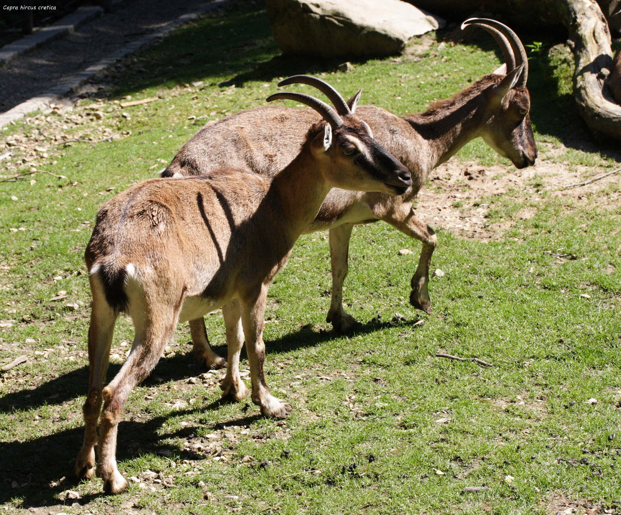 capra_hircus_cretica2md