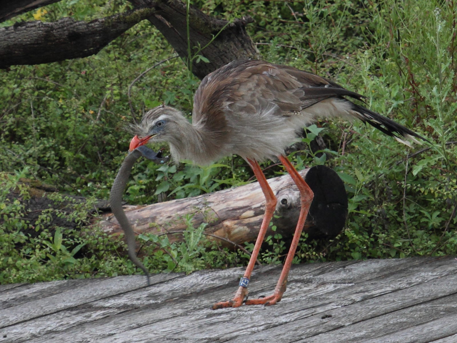 cariama_huppe_-_cariama_cristata2bd