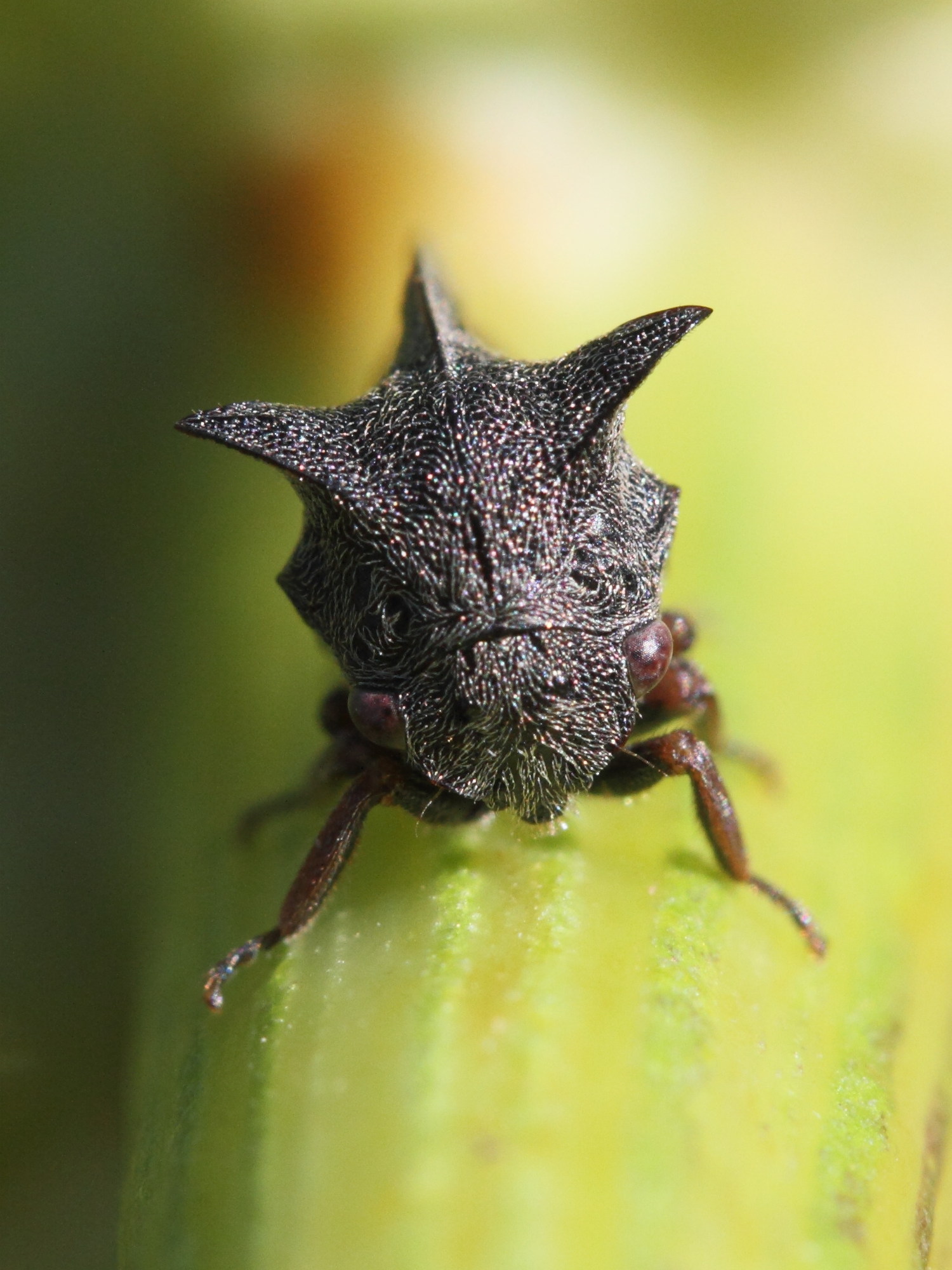 centrotus_cornutus5md