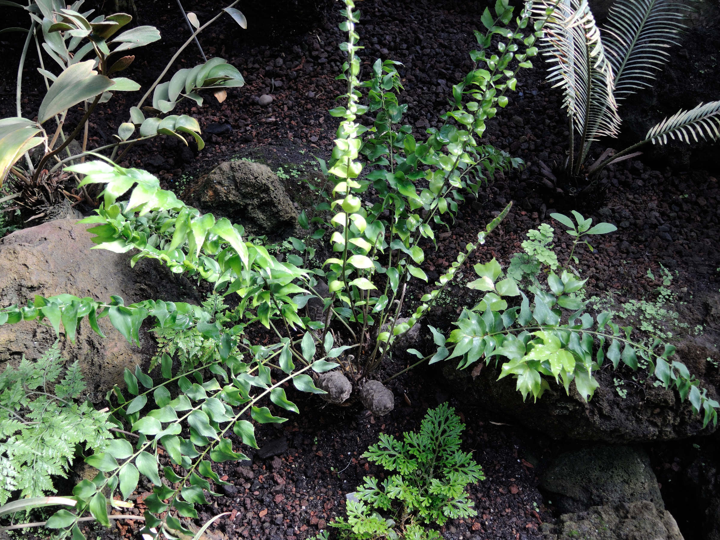 ceratozamia_kuesteriana1md