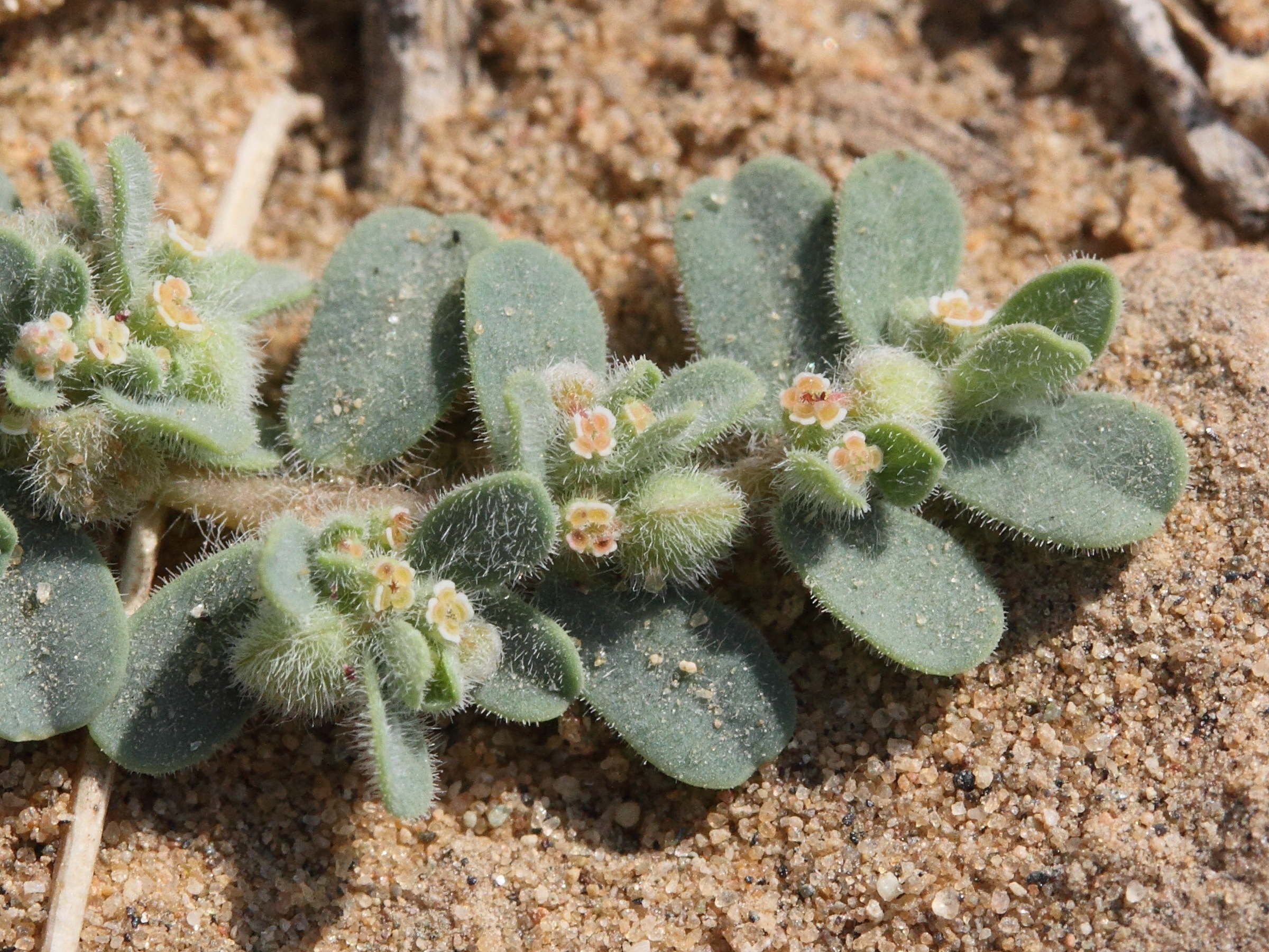 chamaesyce_granulata2md