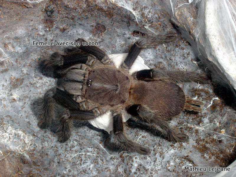 chilobrachys_burmensis1ml