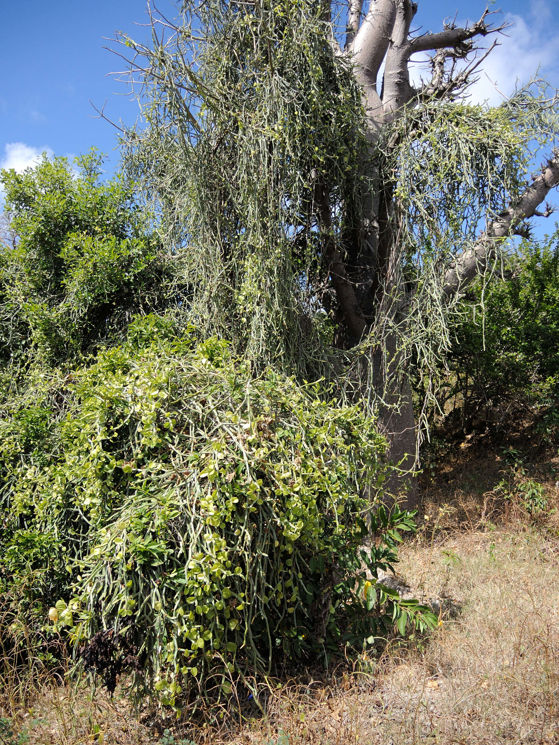 Afficher le média cissus_quadrangularis4md cissus_quadrangularis4md