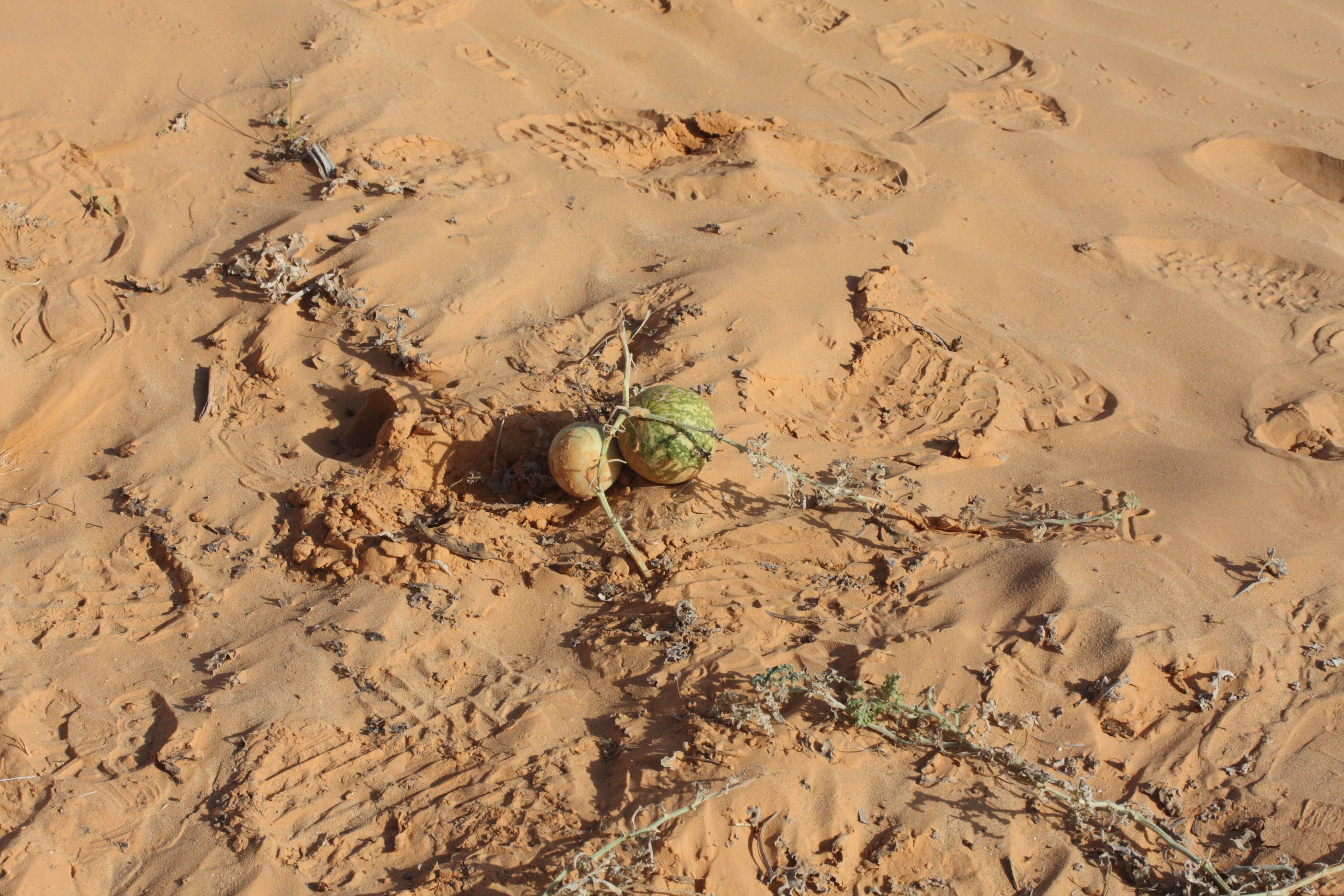 Citrullus_colocynthis