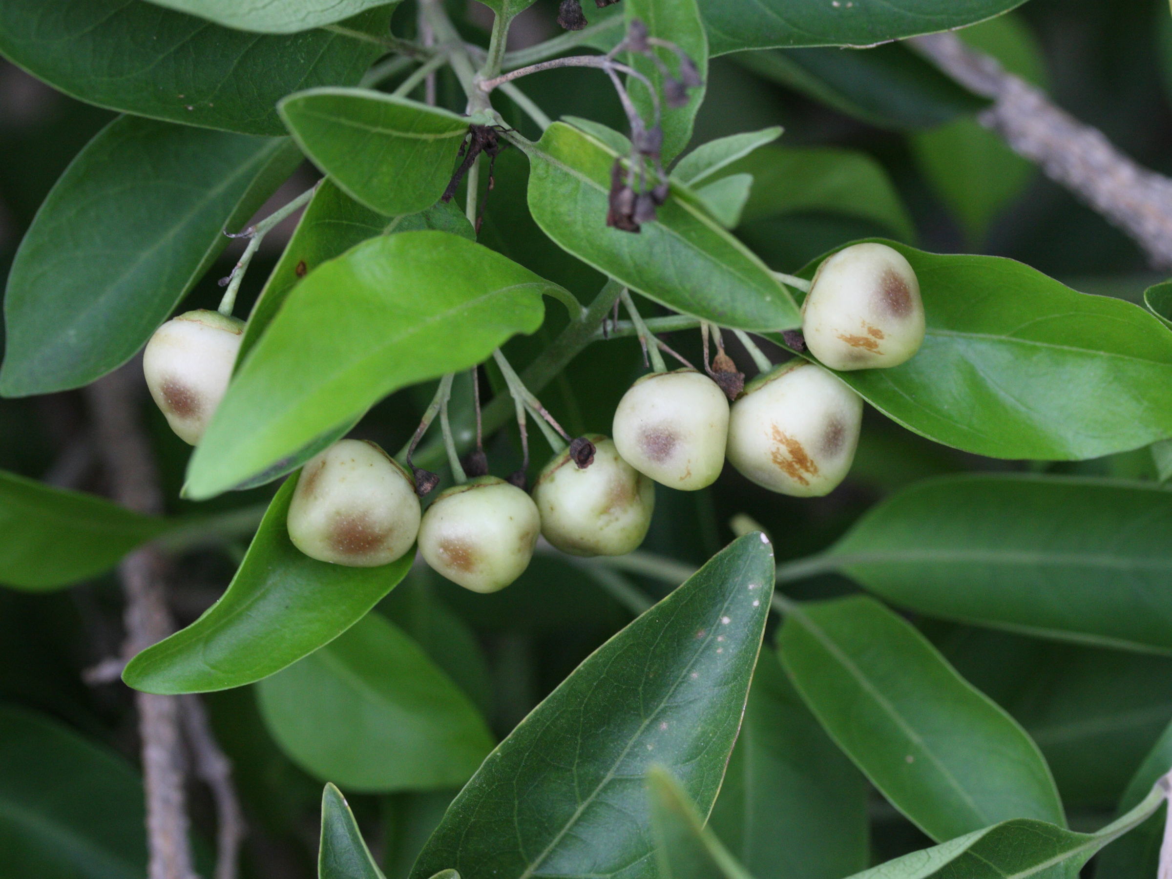 clerodendrum_heterophyllum3md