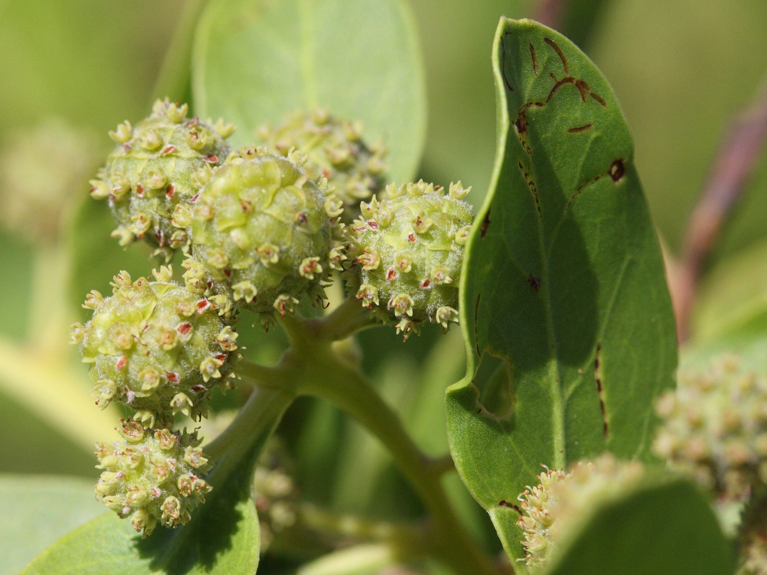 conocarpus_erectus3md